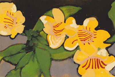 Allamanda schotti / Yellow Bells Greenhouse