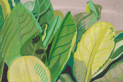 Lysichilon americanus / Wide Pond Leaves in Light