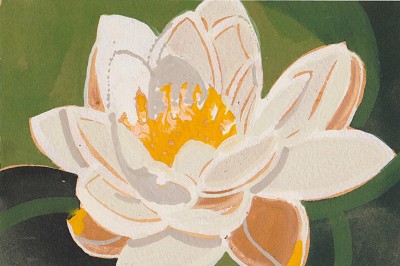 Nymphaea alba / White Water Lily
