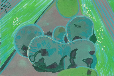 Ruta graveolens / Round Herbaceous