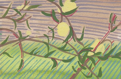 Oenothera stricta / Evening Primrose