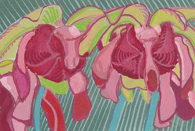 Sarracenia leucophylla / Greenhouse Red Flowers