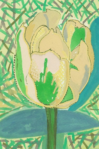 Tulipa 'Spring Green' / Cream Tulip
