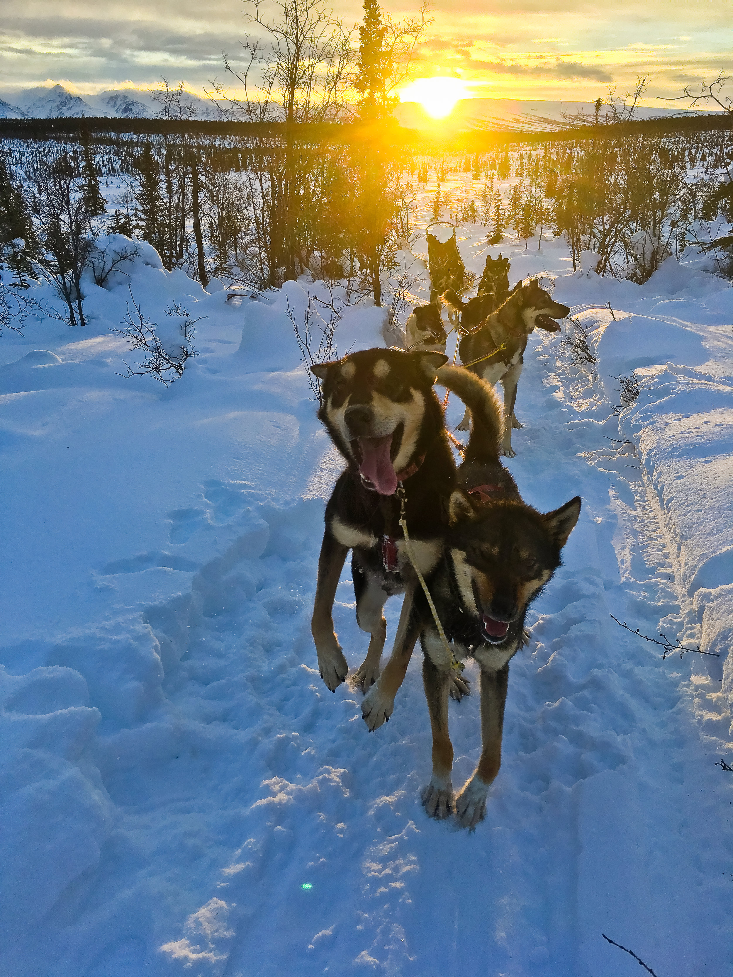 Happy, excited sled dogs.