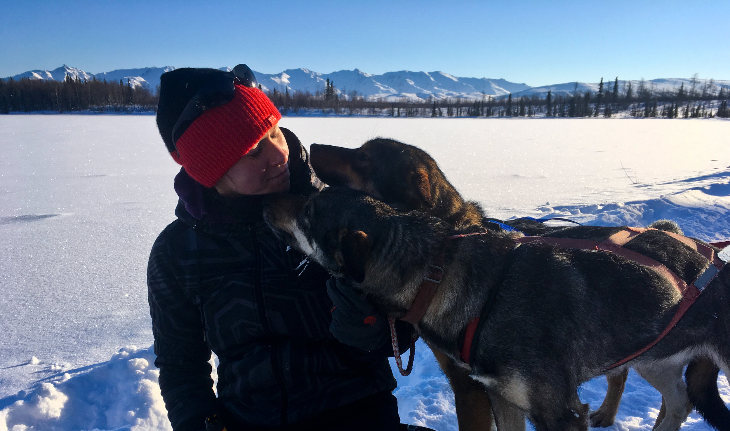 Lead dogs giving kisses to tourist.