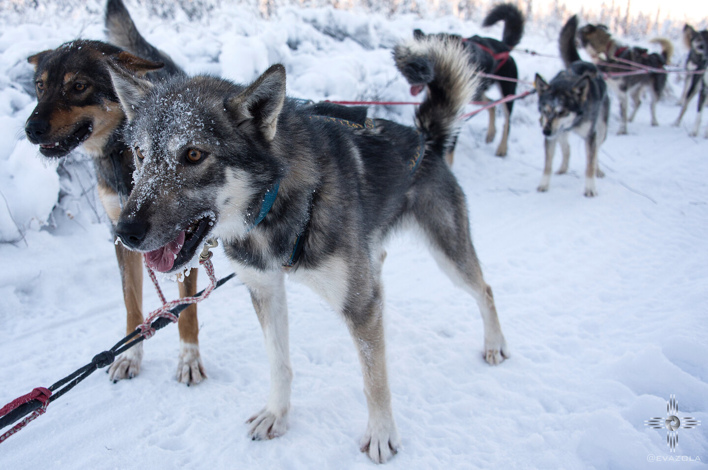 Happy, focused sled dog.