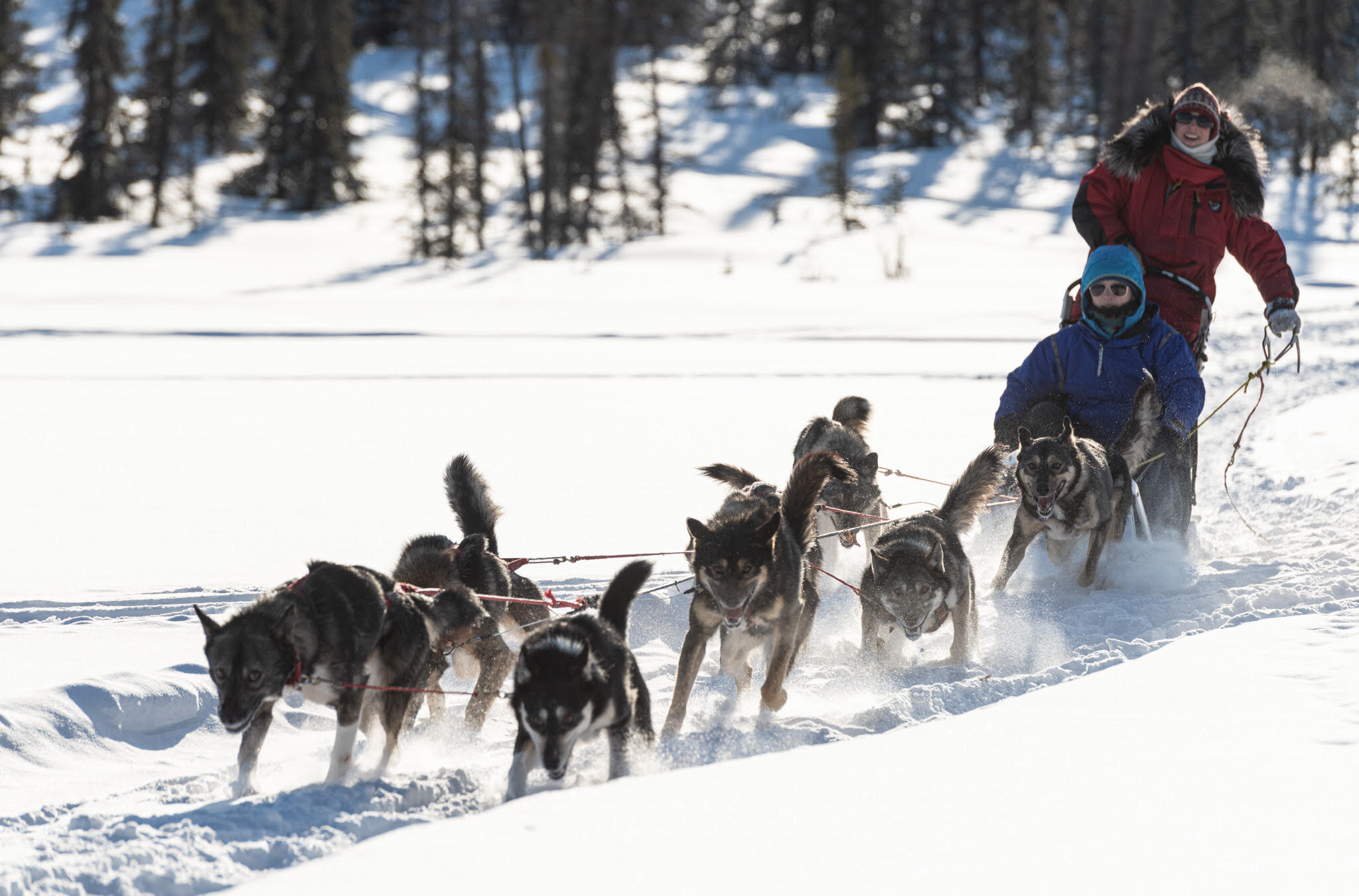 Dogsledding tour through fresh snow of Alaska Range.