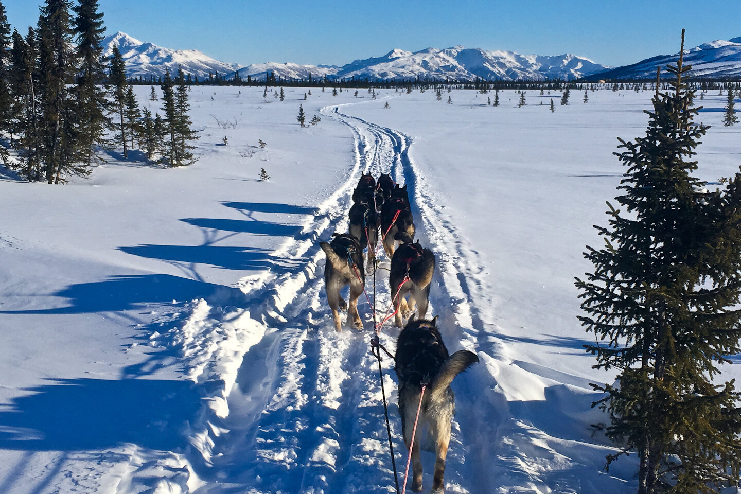 Sled dogs running with Alaska Range in background.