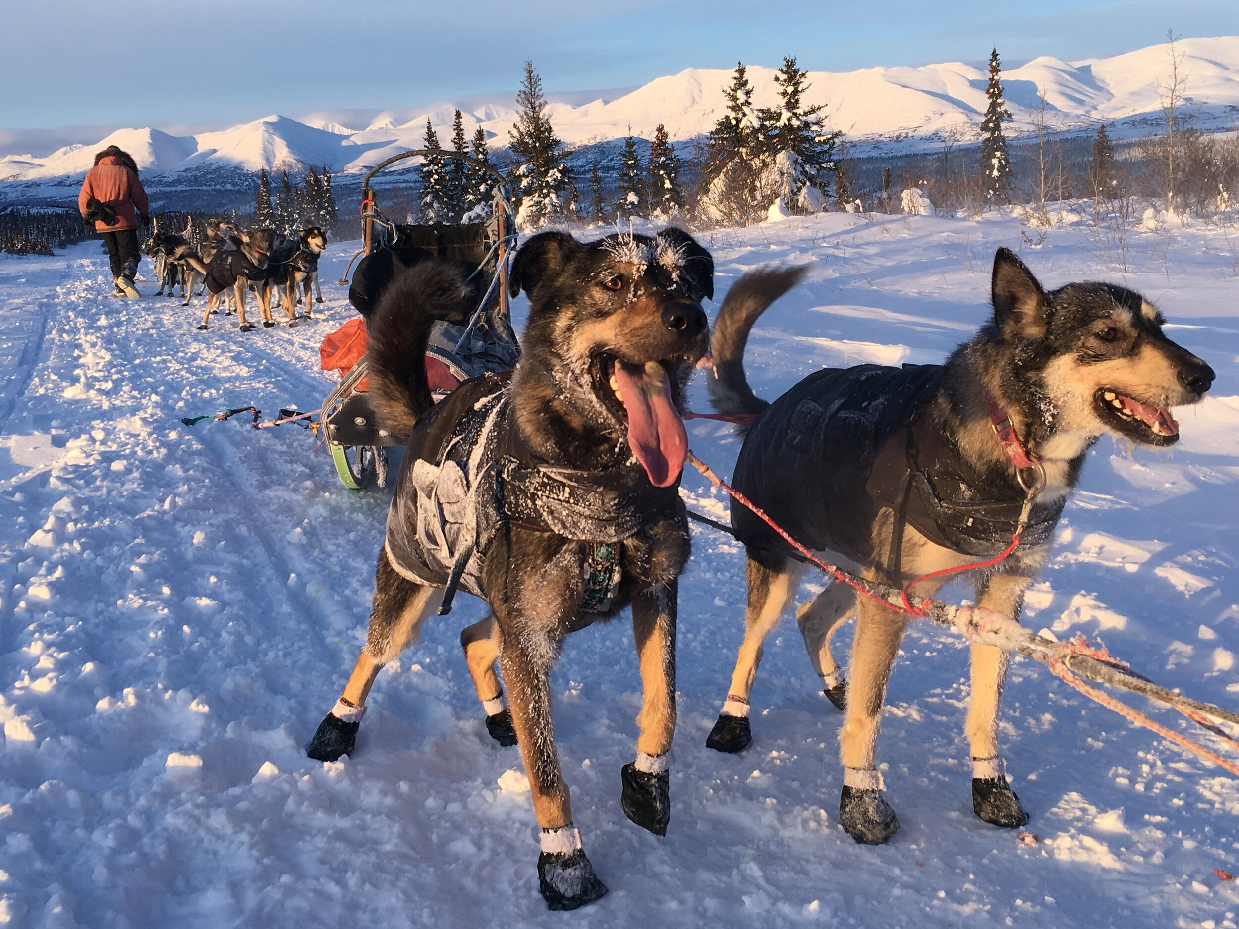 Happy, frosty sled dogs in Alaska Range.