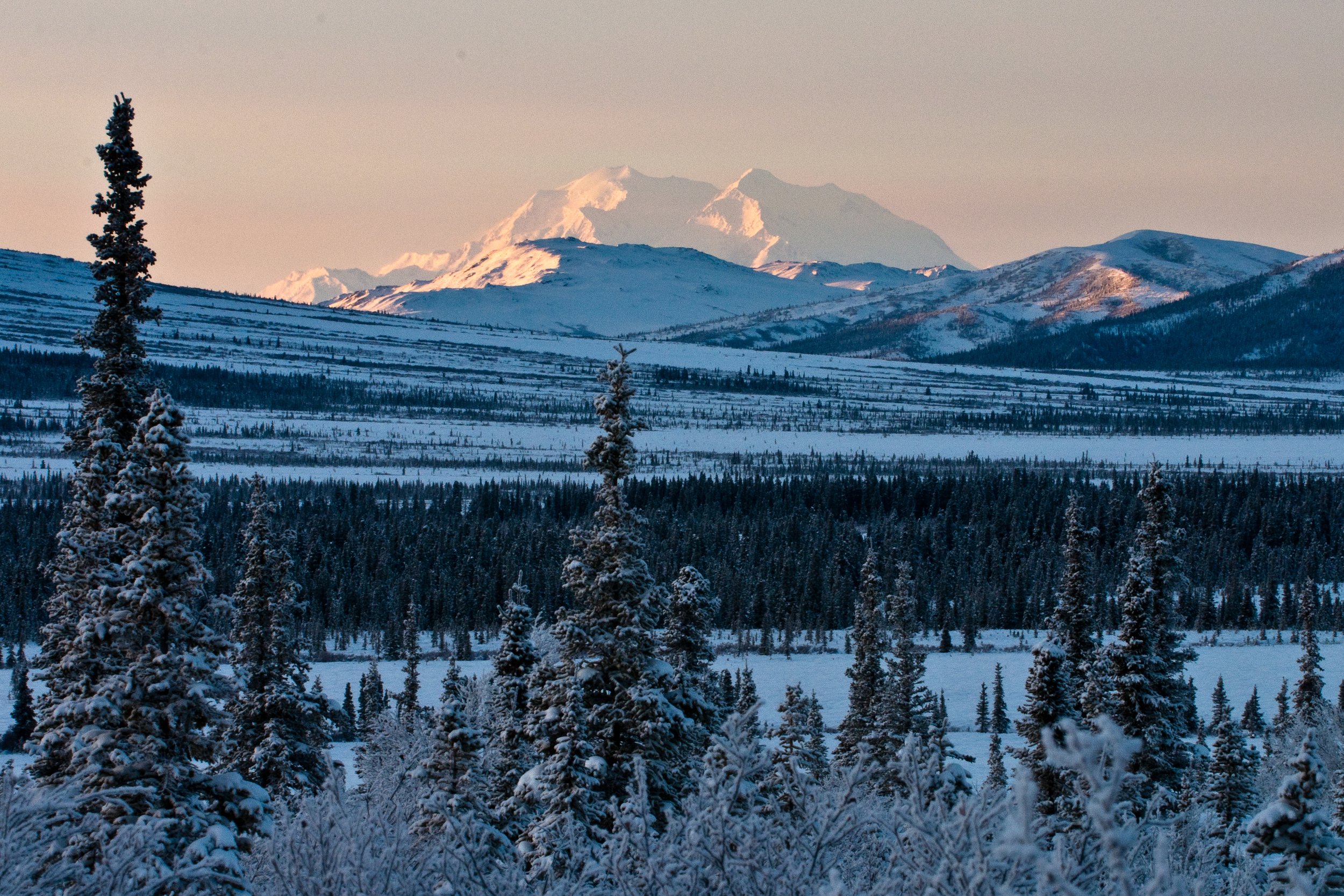 Denali view from dogsled