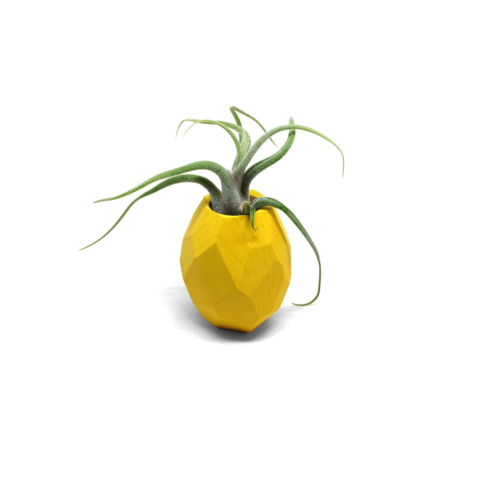 Pineapple-1.jpg