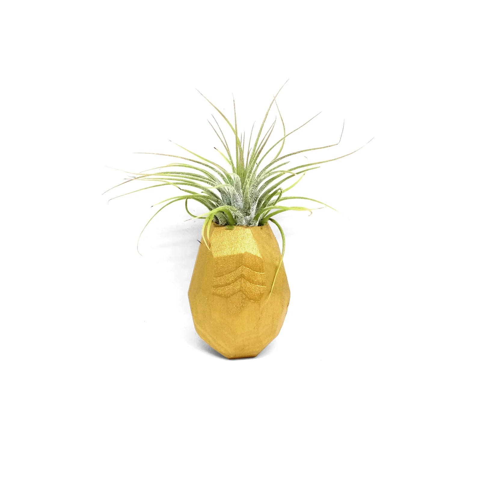 Pineapple-2.jpg