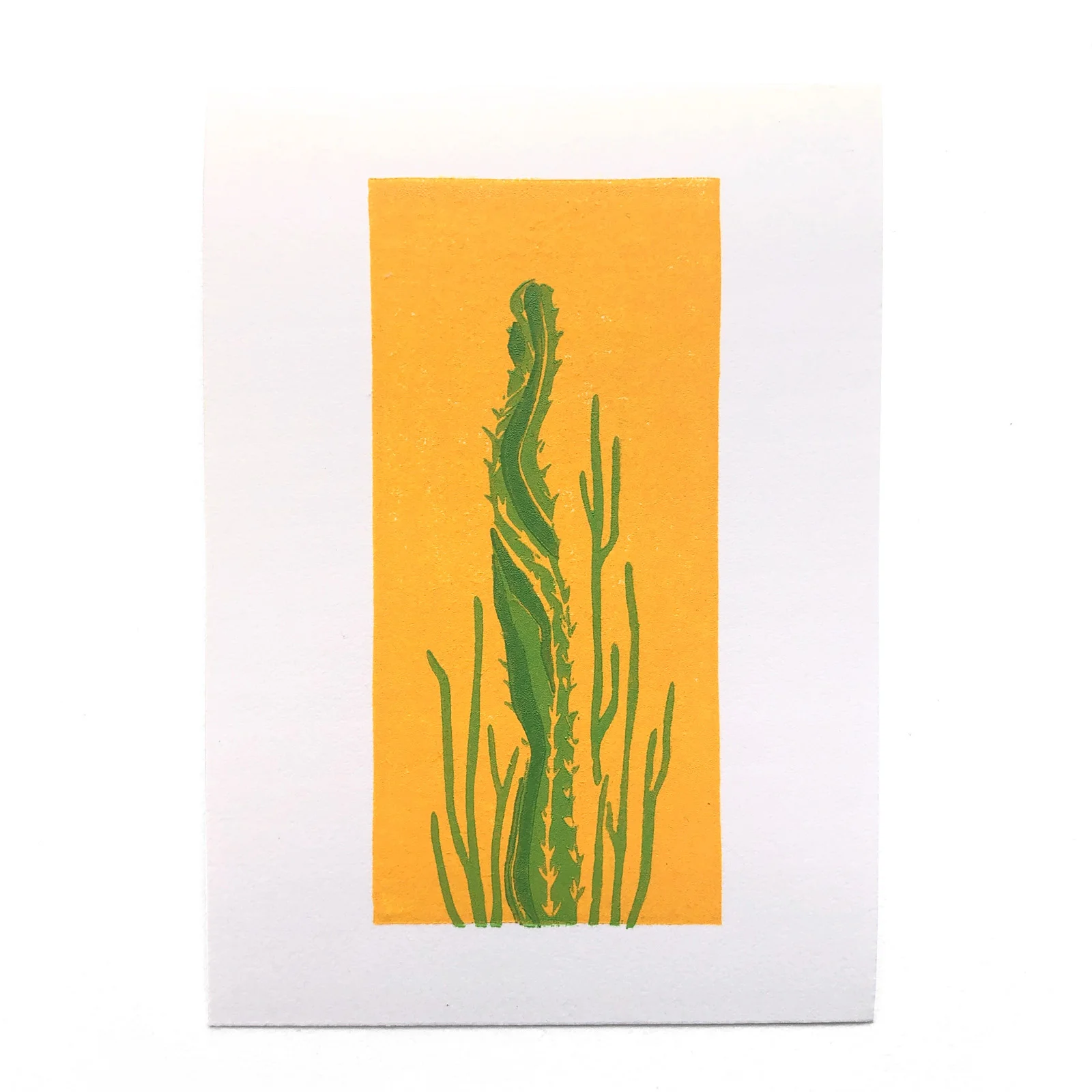 SamCactus.jpg