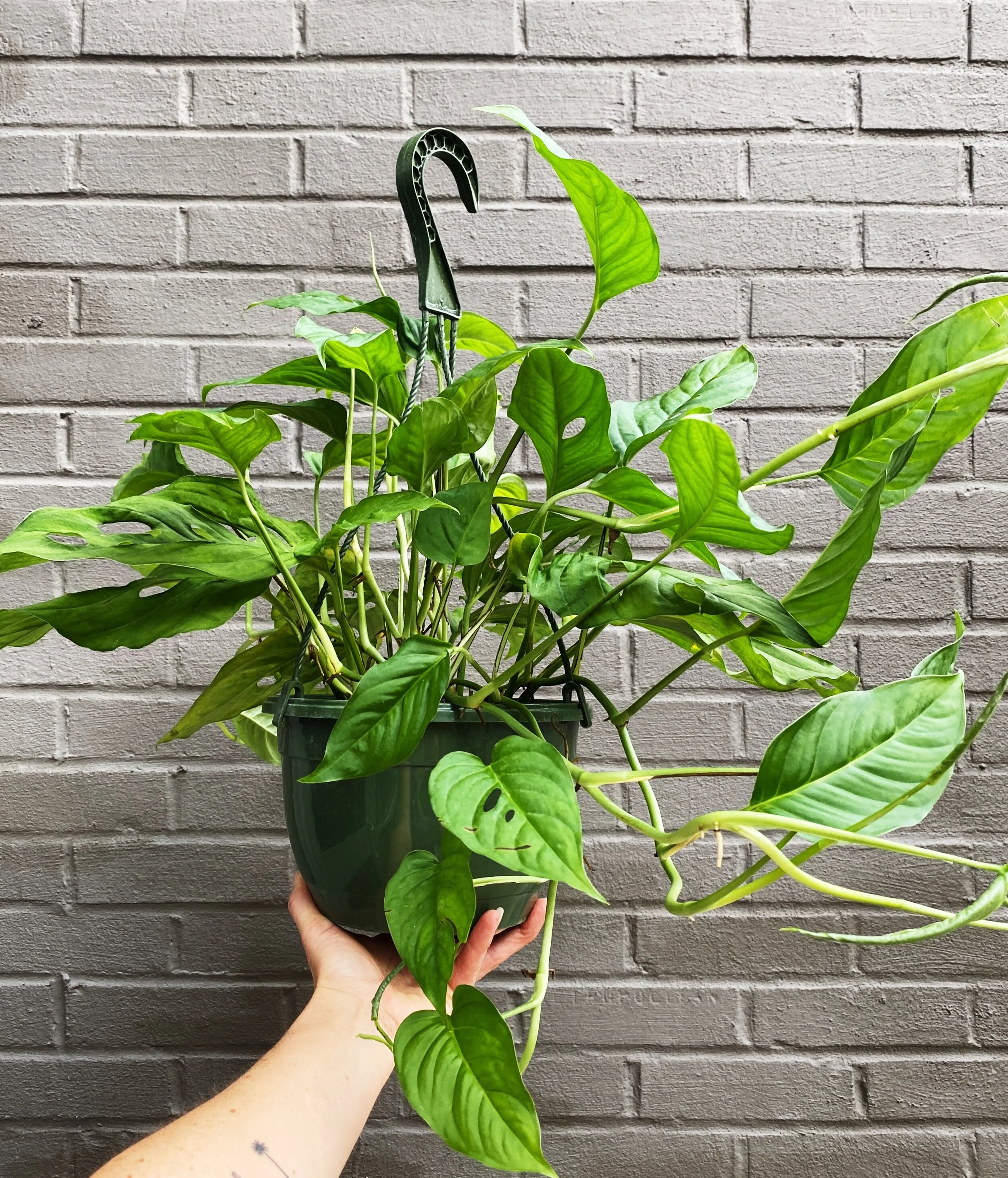 D6195DAC-7193-425E-B9DB-BCDF1EC73E53-36A0B9EB-CA0E-4DBC-9ED9-EBAC998F166B 2.JPG