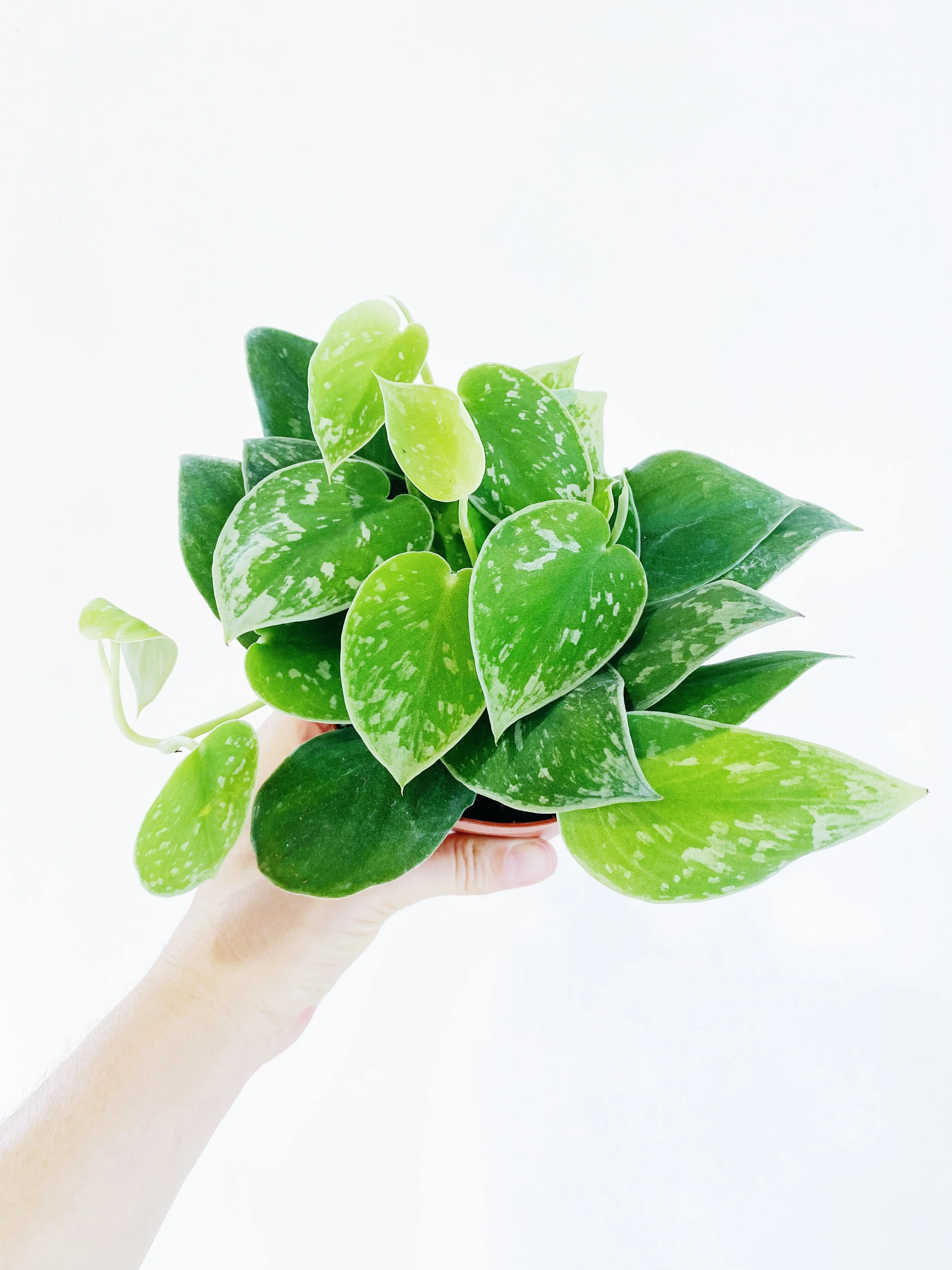 41C7ED8C-4985-49EF-8FA2-CA58B2B8AFF0-DB2EB2B9-33F6-45BF-BDF7-4D3D99A99E82 2.JPG