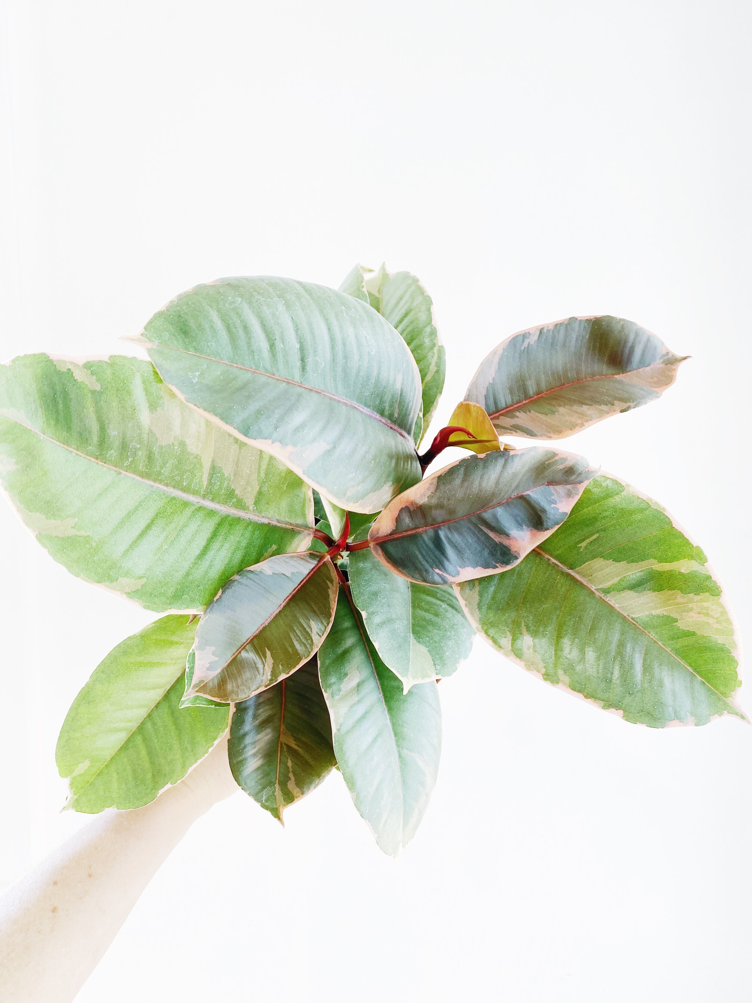 34D4FAD5-DE04-4C56-BF49-ADDD6C4E5B21-3887DBD8-7636-4C3D-9CEA-4BE61C3D8C95 2.JPG