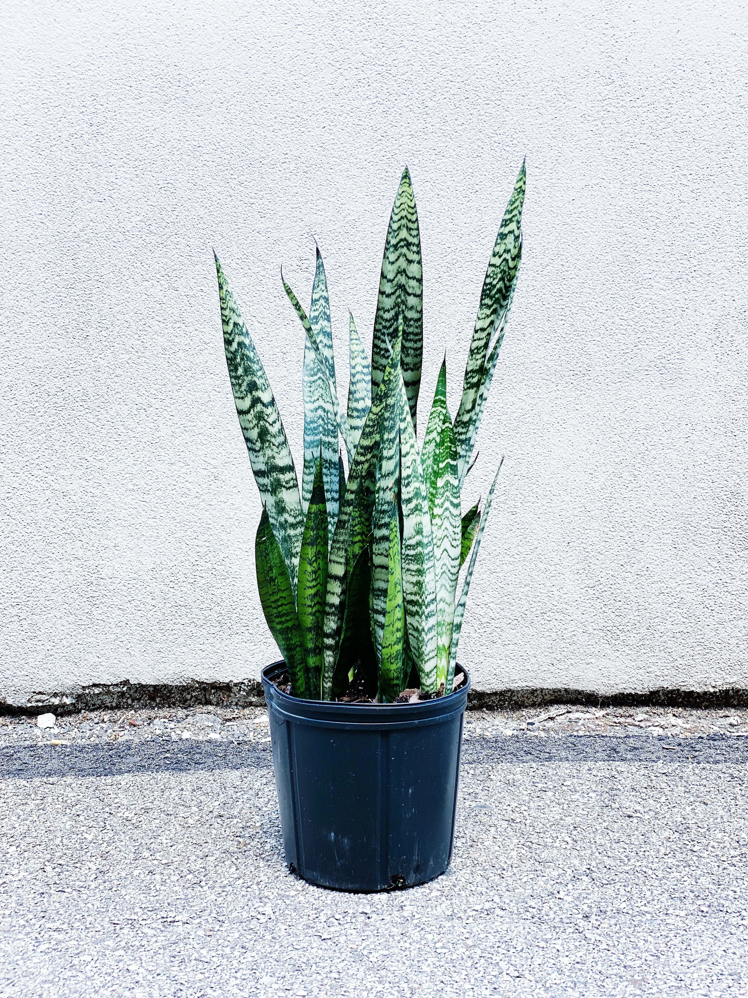 EC6CDA40-7FB0-4F4C-BB2C-005CE8E3317F-793501BA-11F6-4D66-8C52-8CCB10D86784 2.JPG