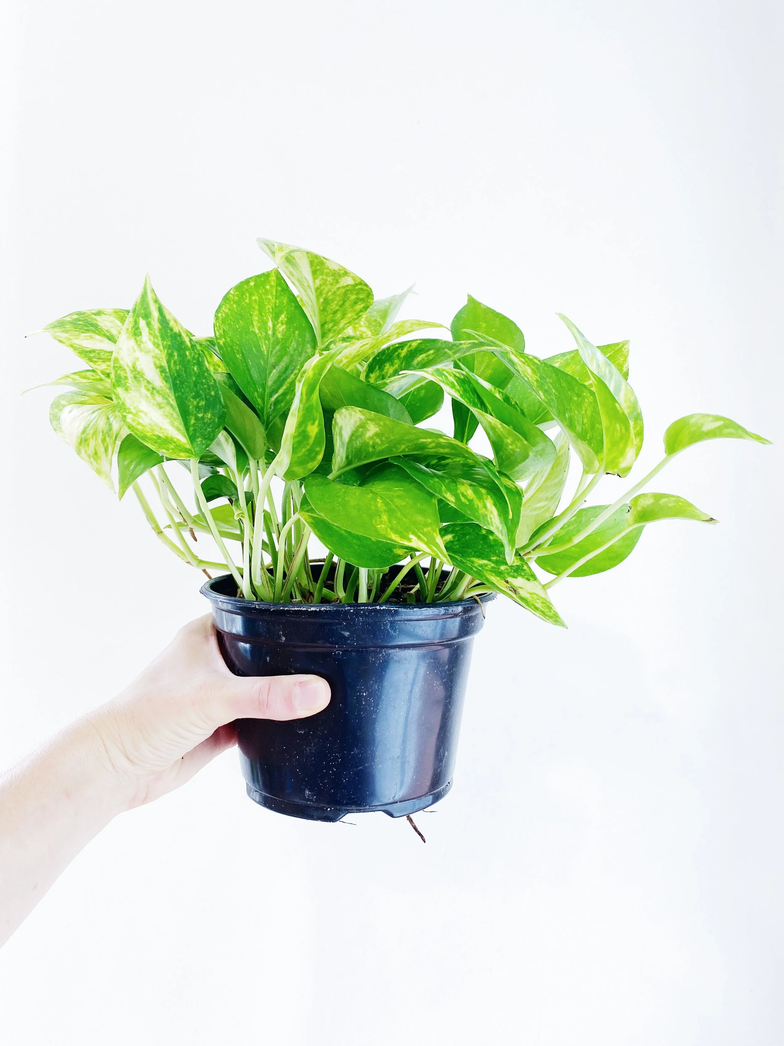 Epipremnum aureum 'Golden'