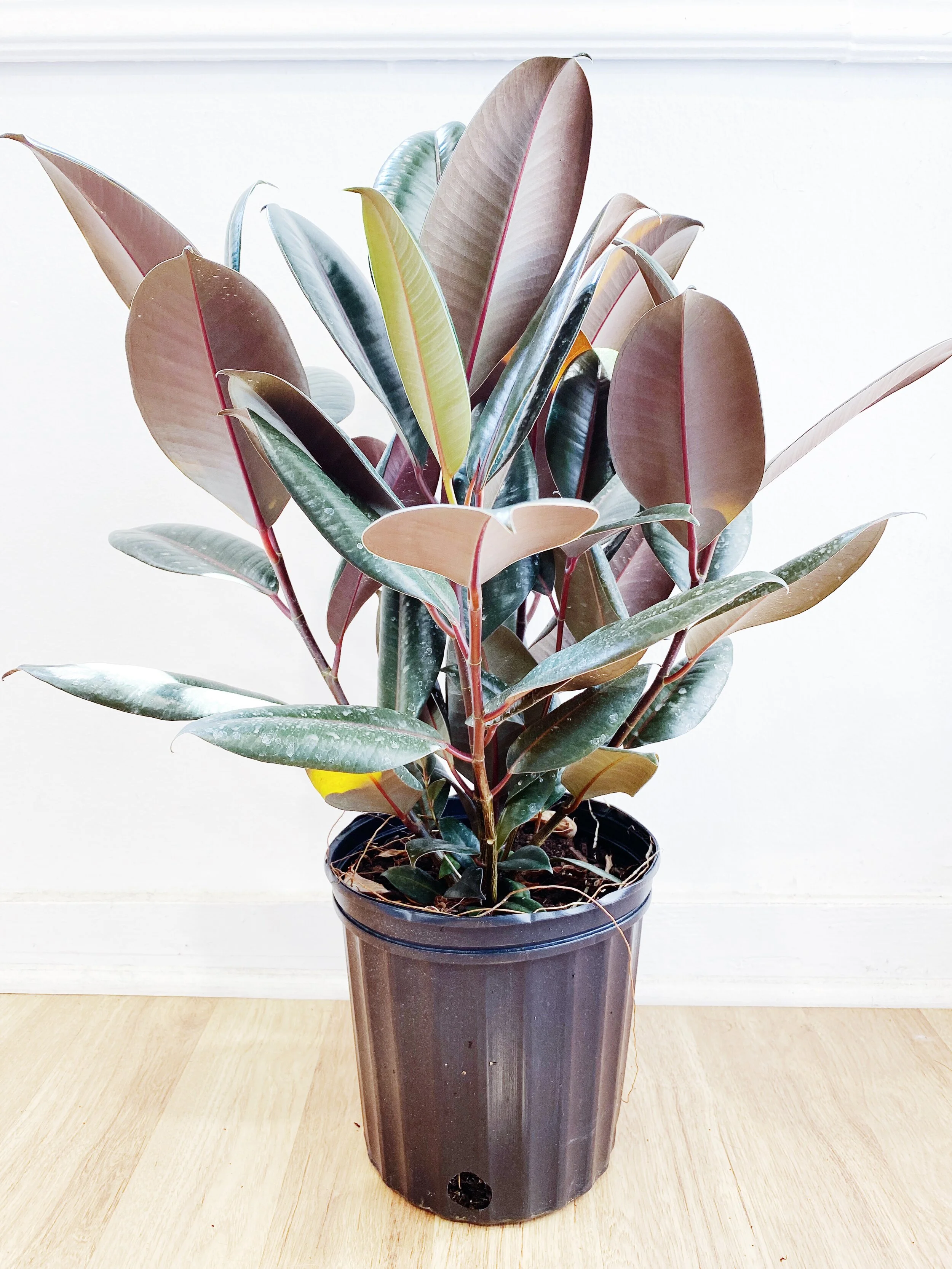 Ficus elastica Burgundy
