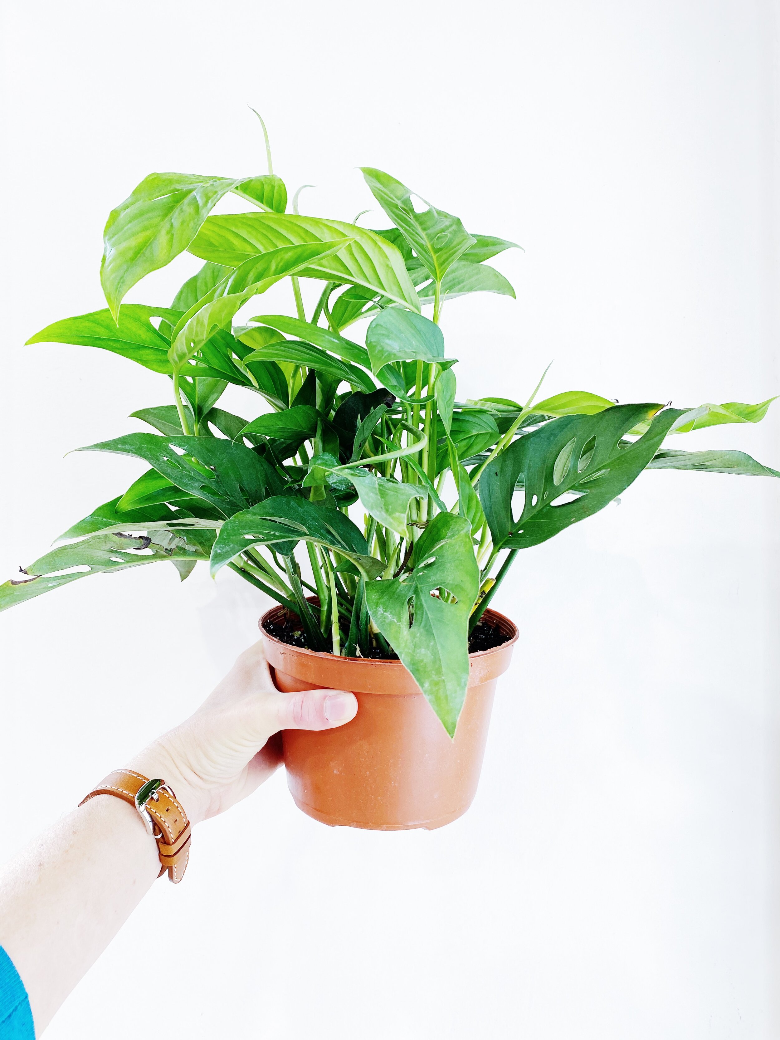 Monstera adansonii