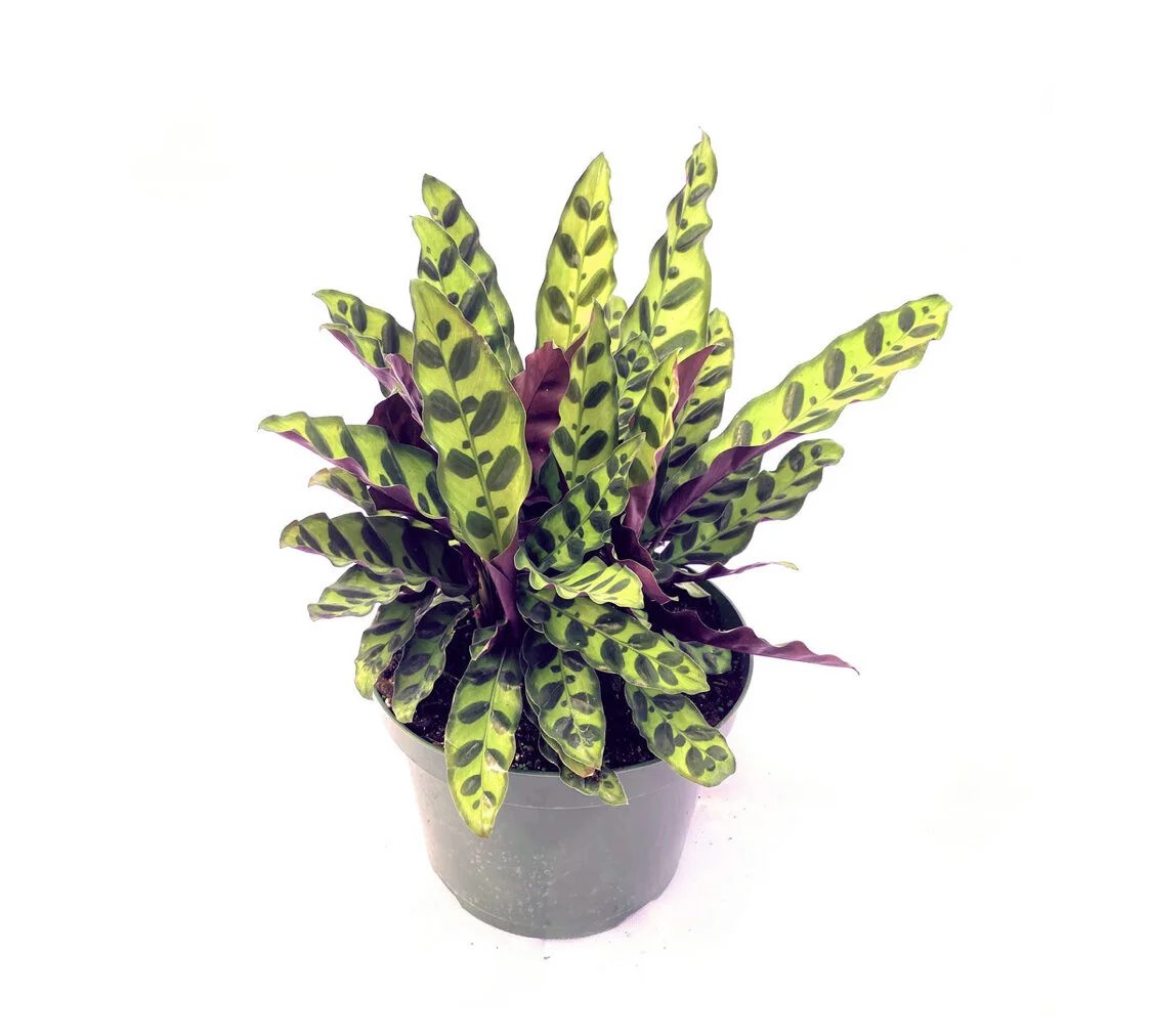 Geoppertia insignias fka Calathea lancifolia