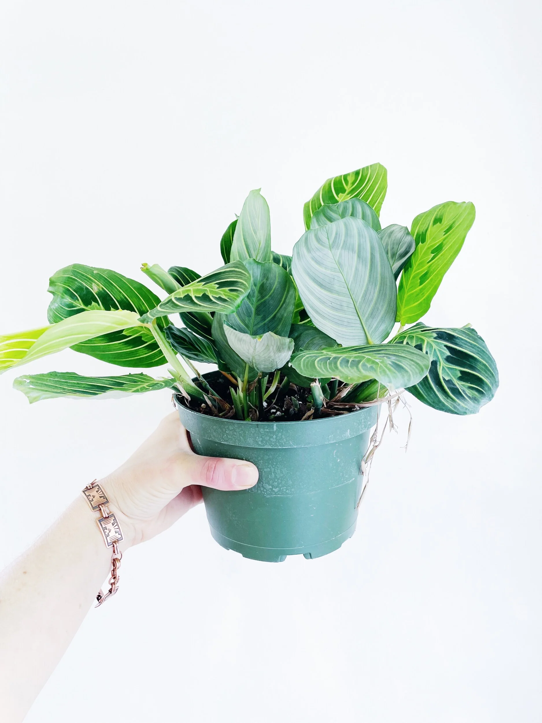 FF4CFF2E-23C6-45E0-BFB4-1004DD7B8ED5