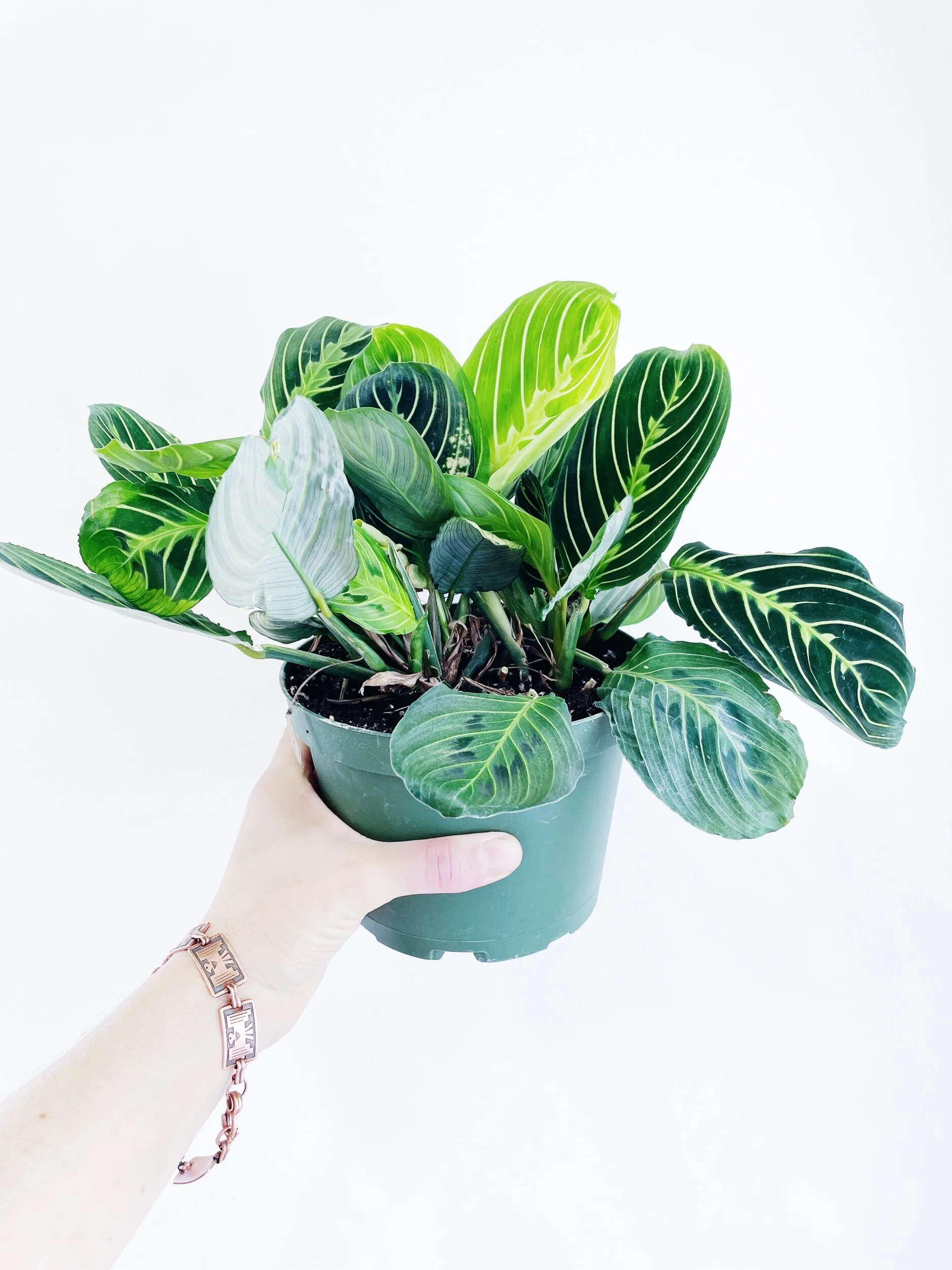 B8C8E5DC-82A1-4576-AF3E-92A07F5ABDD9