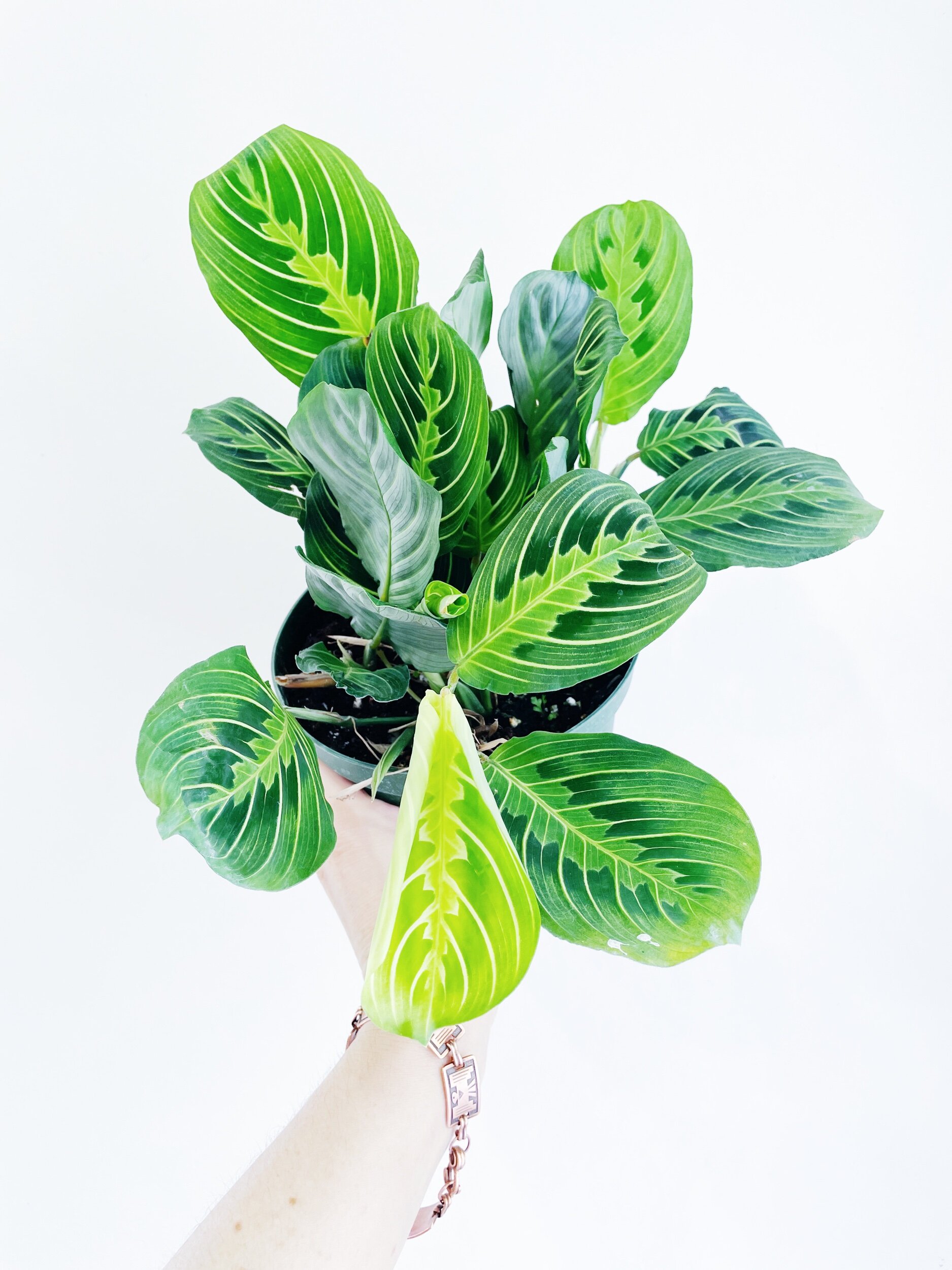 17556ACF-43BD-4117-BE64-2A39A57DB635