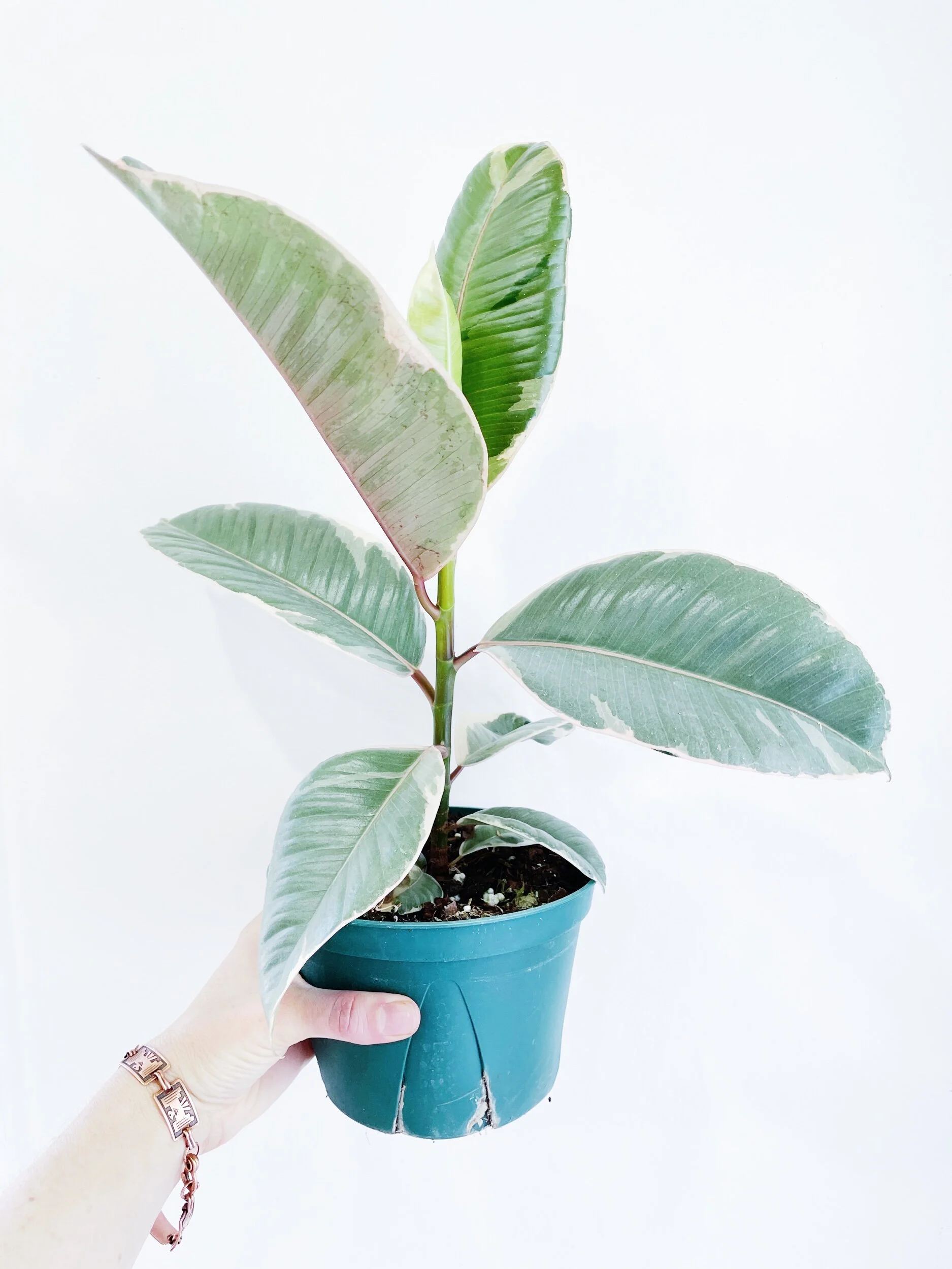 89595C72-A357-4C7D-ABB0-A9ADF6A962B0