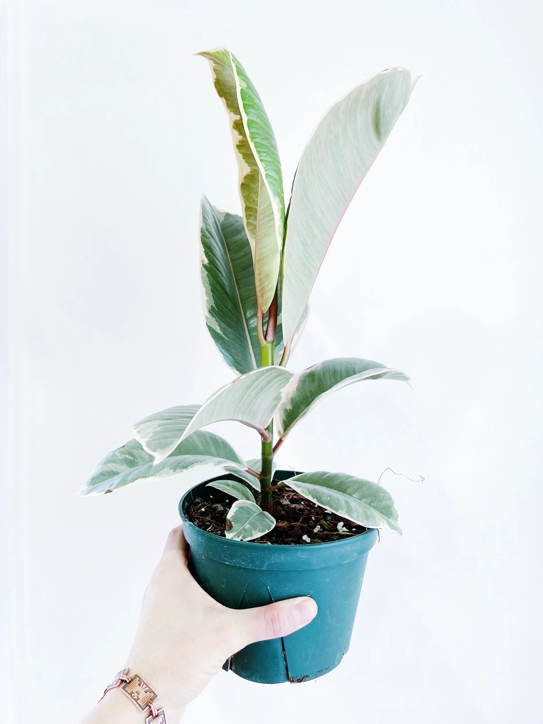 825AD77C-657D-477C-BE35-D1669E588BF1