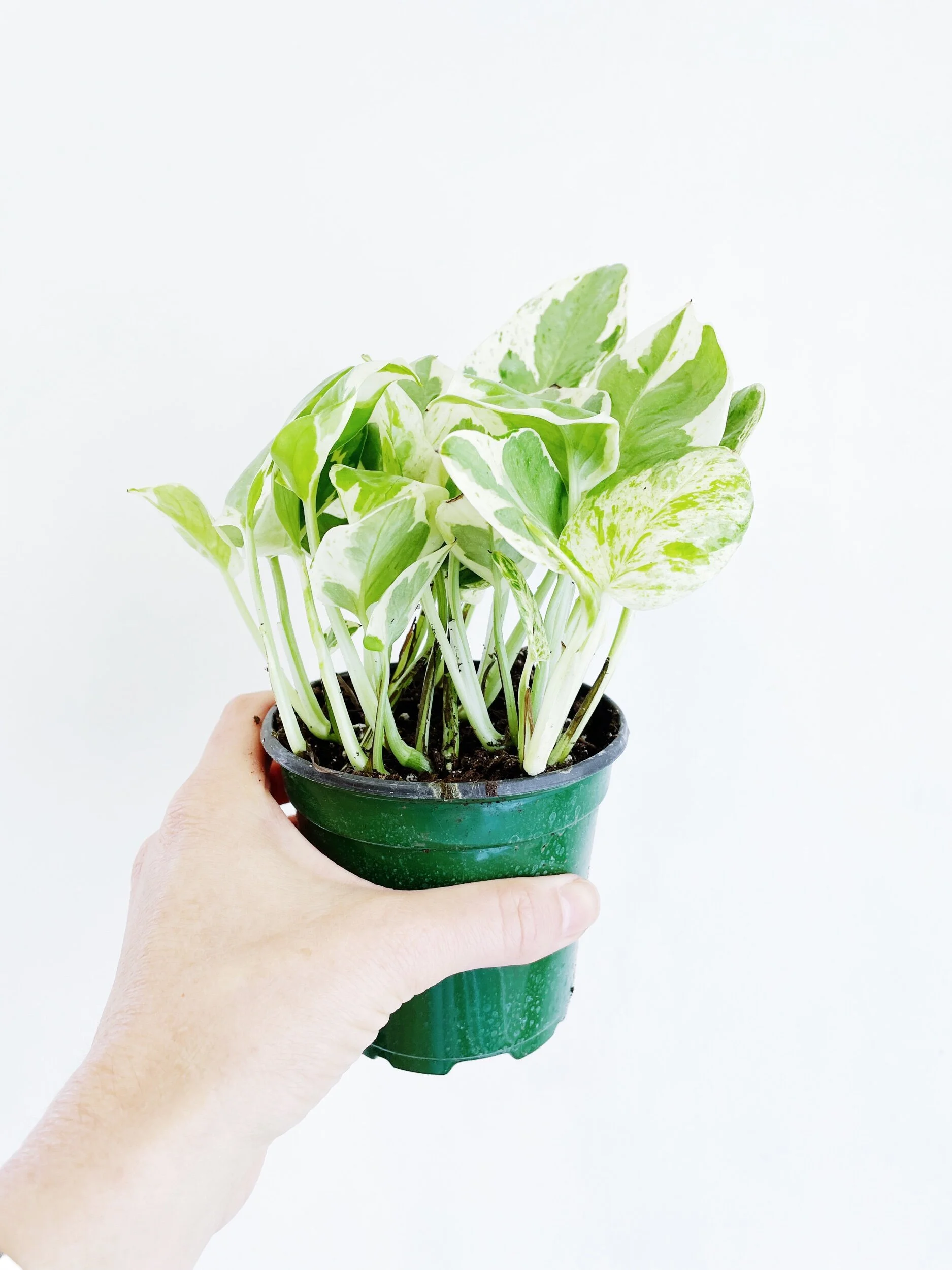 86A34346-0840-4A06-BA2E-0947B3CBE396