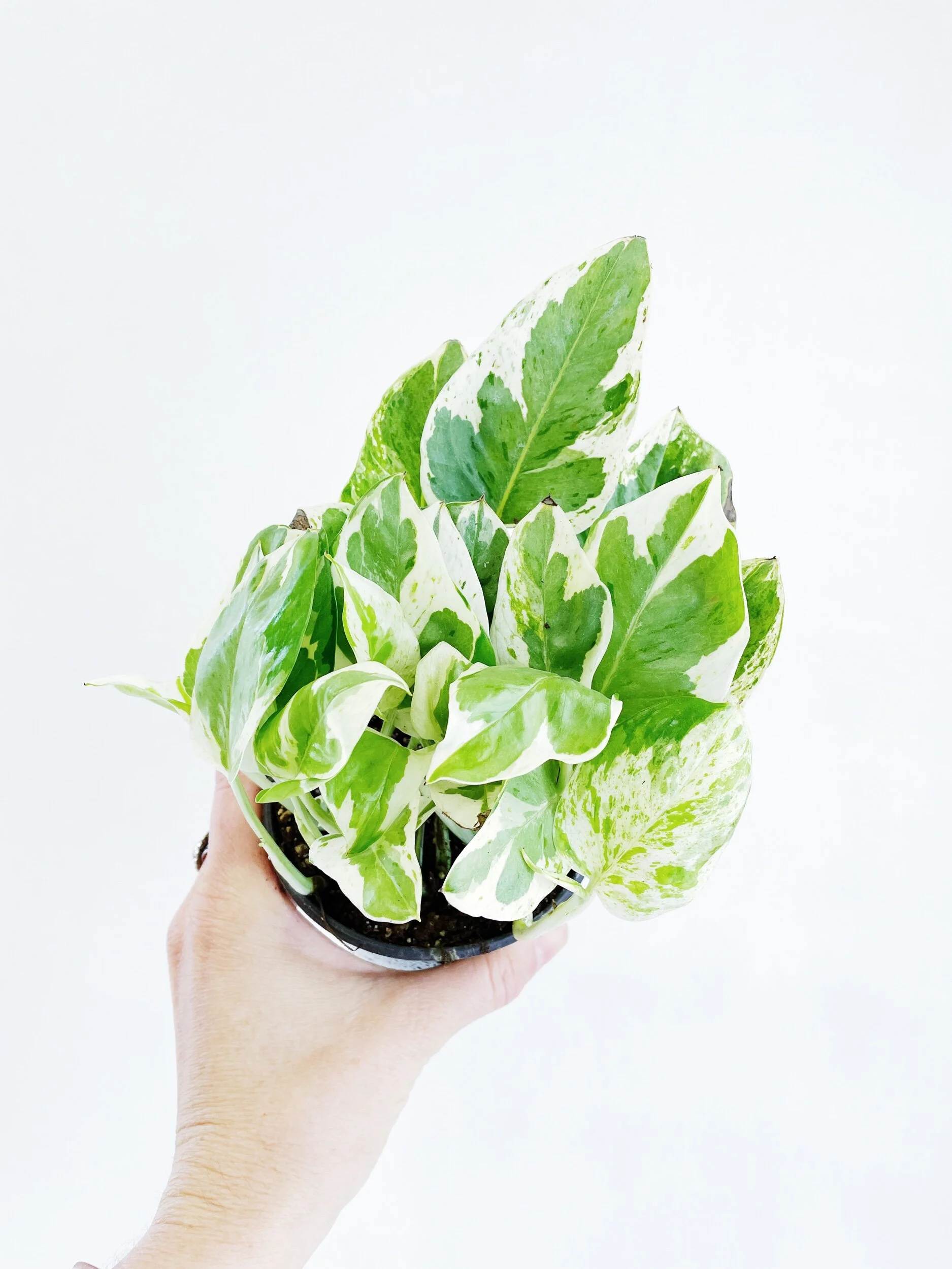 E721D98E-9256-4390-A96A-AD6303D1D538