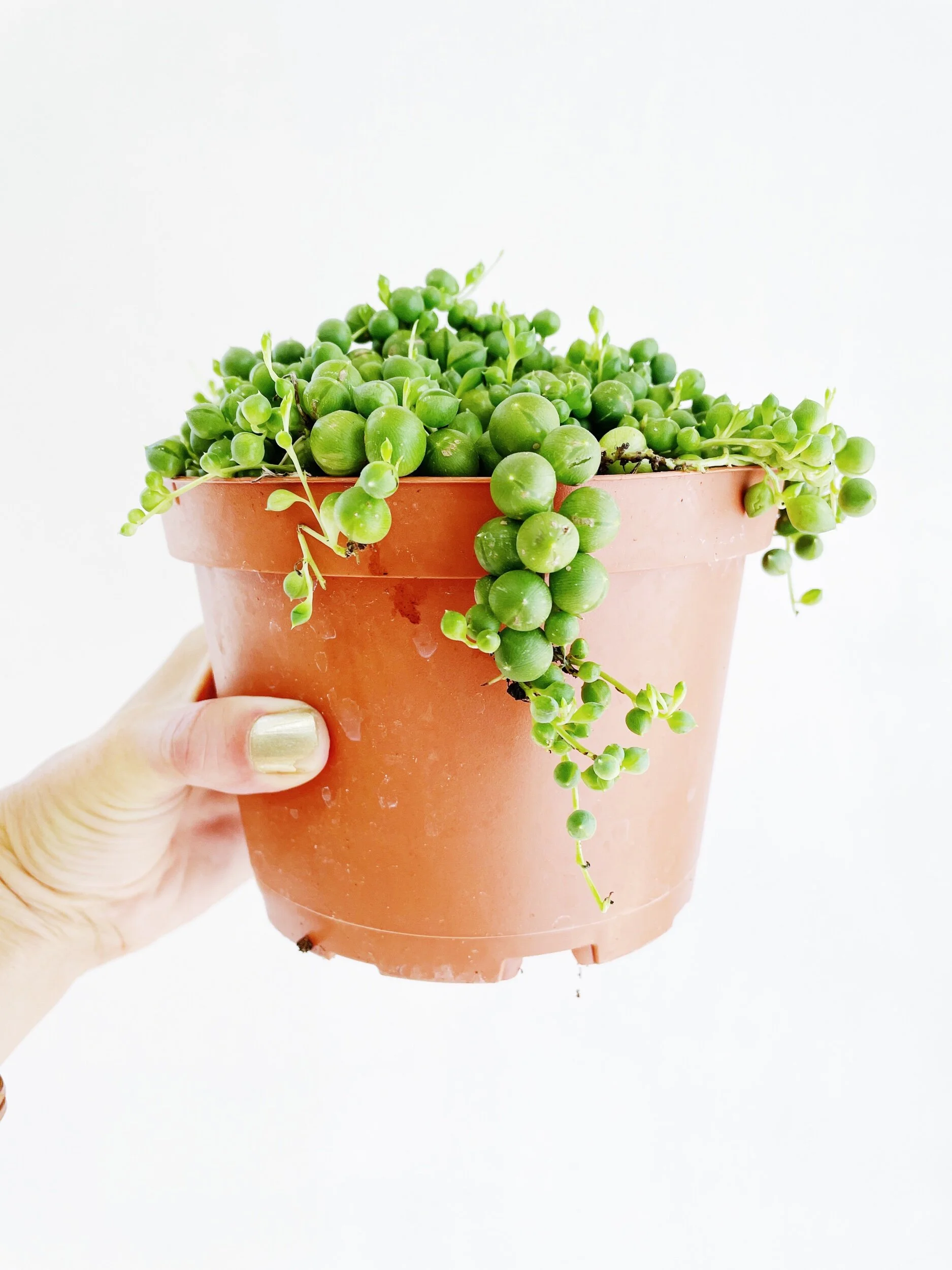 EC14F44A-C108-4785-B125-E3A400C63692