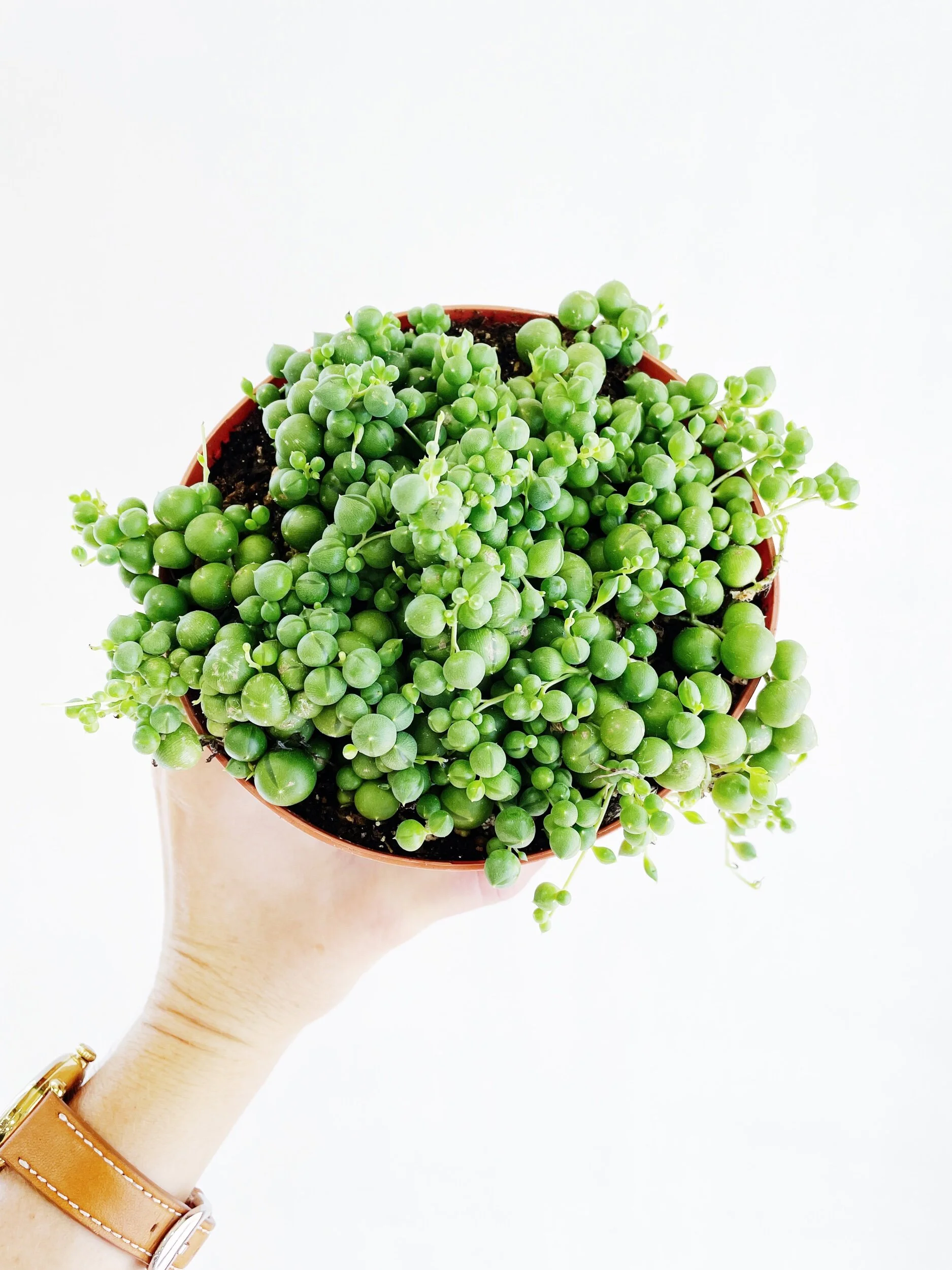 F0F3080F-F413-44D5-90F5-854355DEDA92