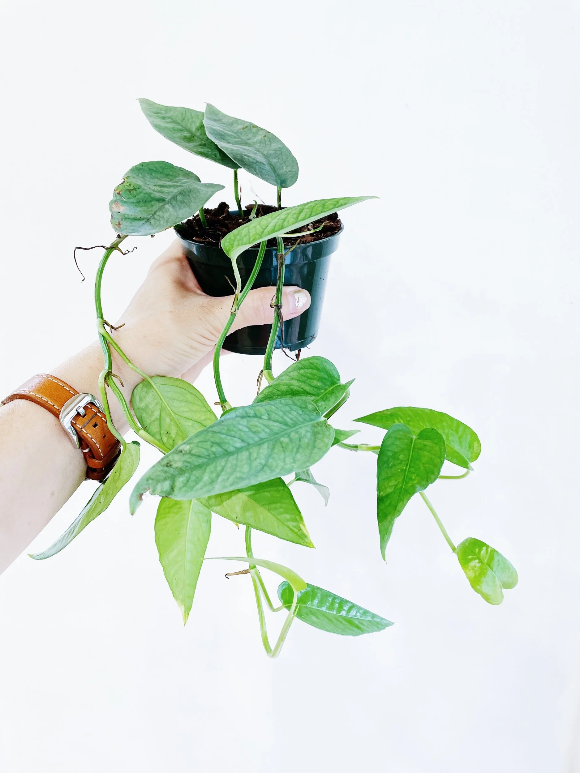 27CF0EC3-B2CE-4811-8A82-4A065780BC9D