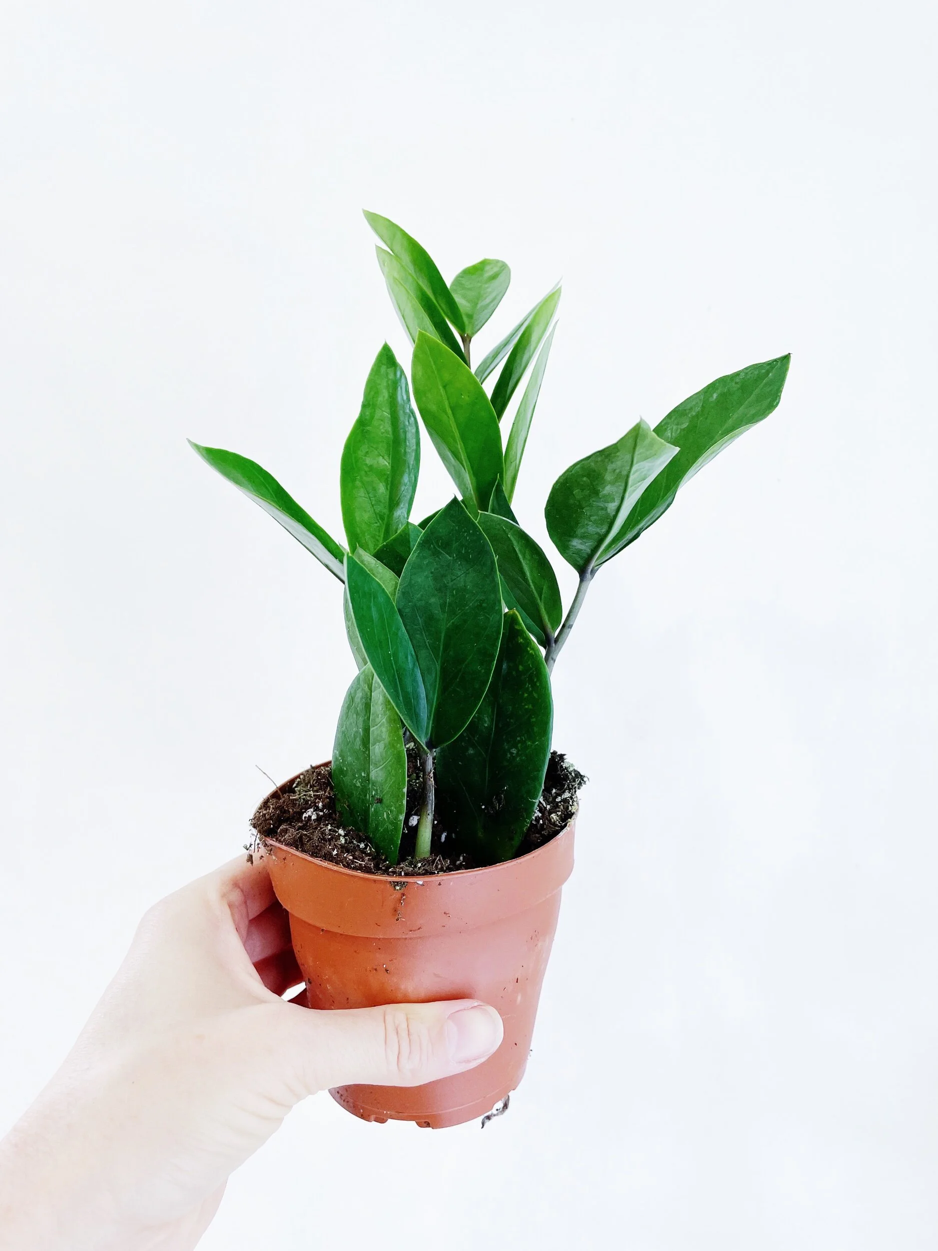 545783E0-2122-481F-AE6D-E3B7CCDCD1A3