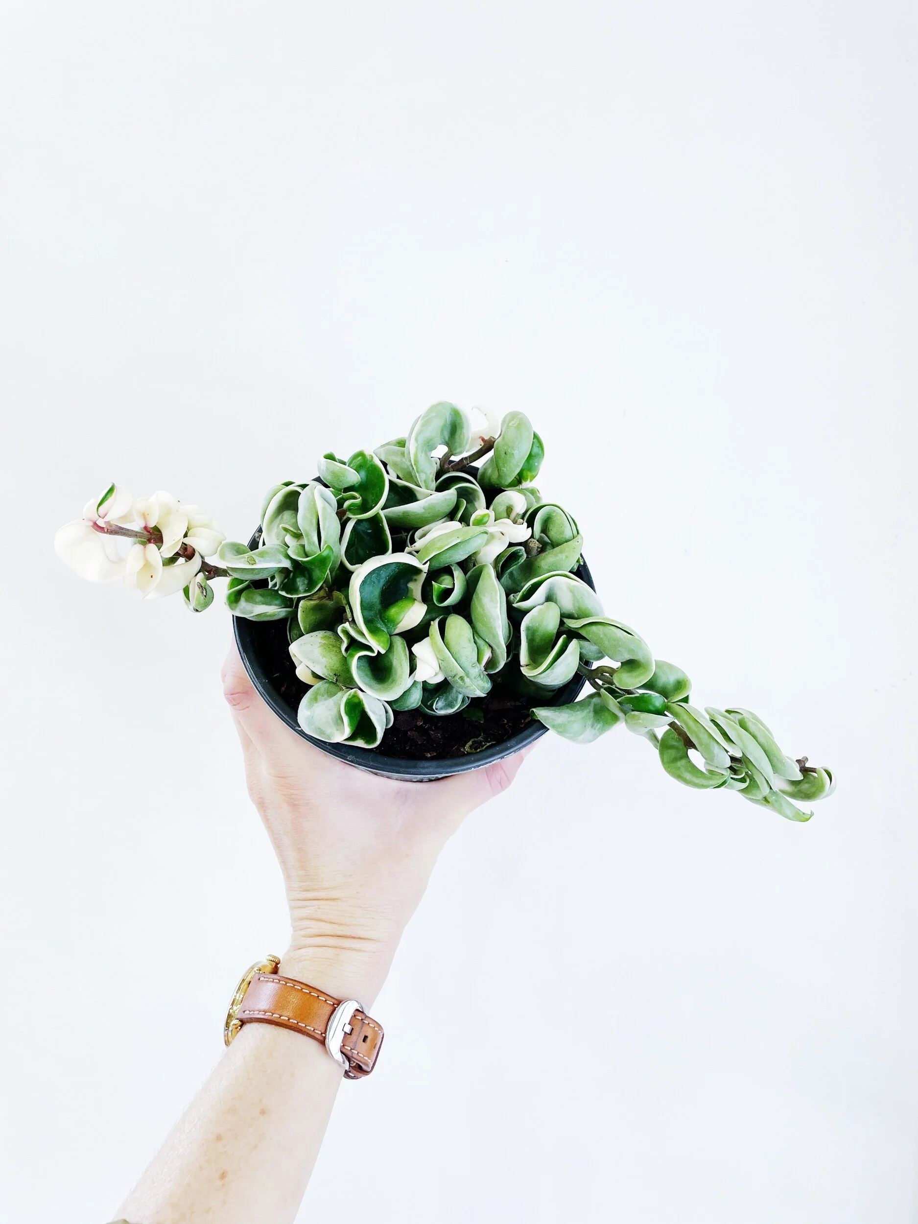 71F79202-49A0-45ED-B5F8-0A2E36A34CD7