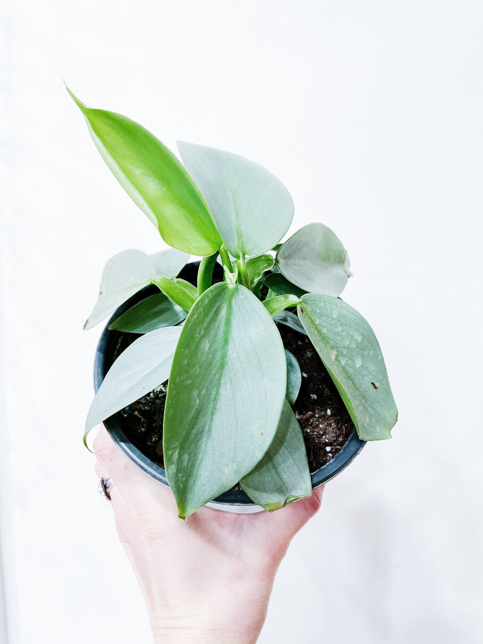 FD448CF9-0888-491F-A1D5-2ECB877B18CD