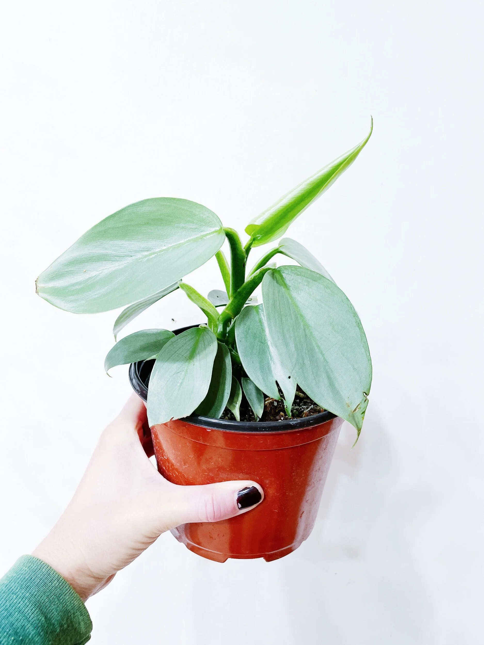 C0C6610F-E59F-46B4-8ADE-3805015A1487