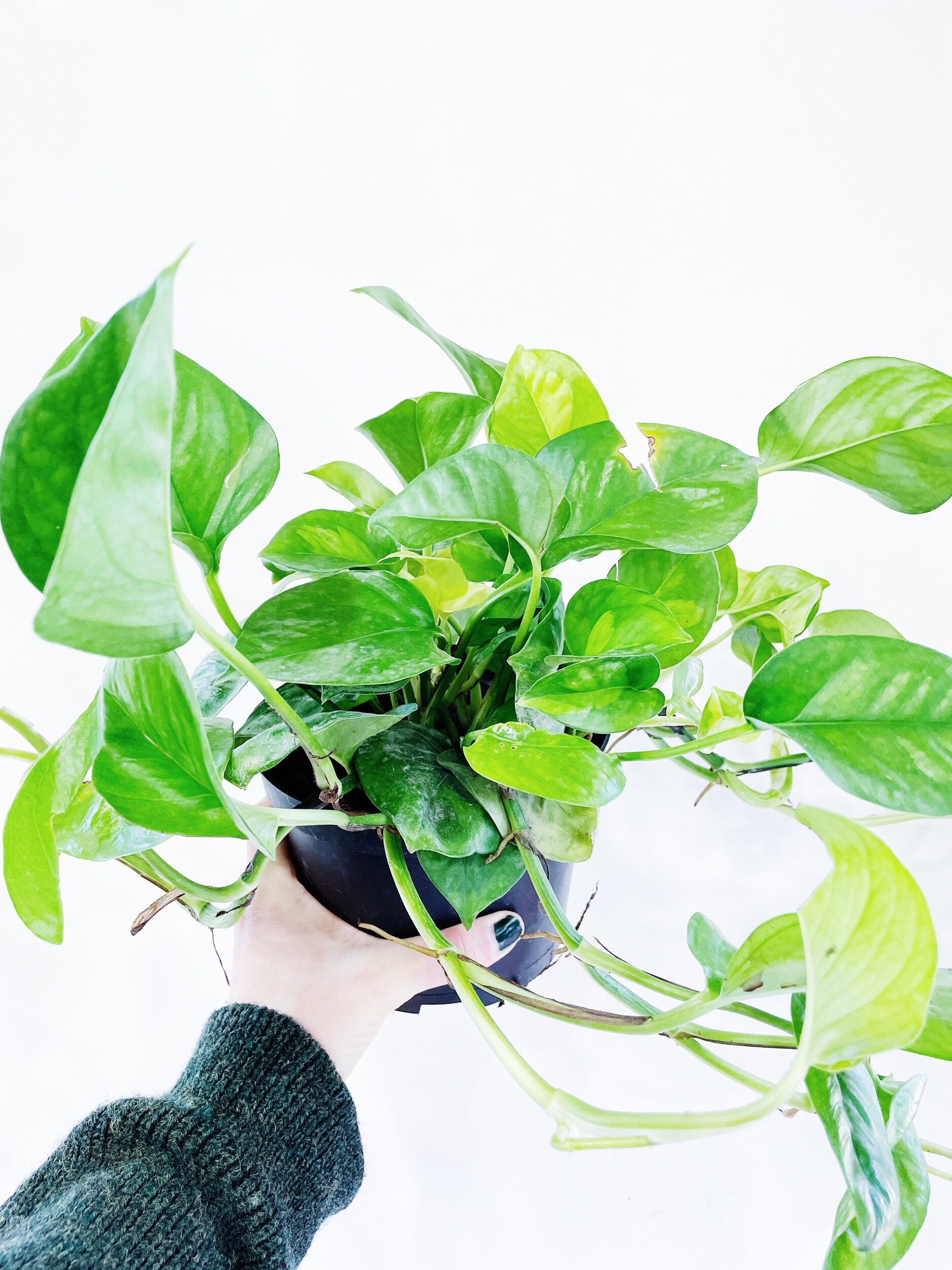 F3F312F0-9D65-4E88-9B4C-BC0BFC3C289D