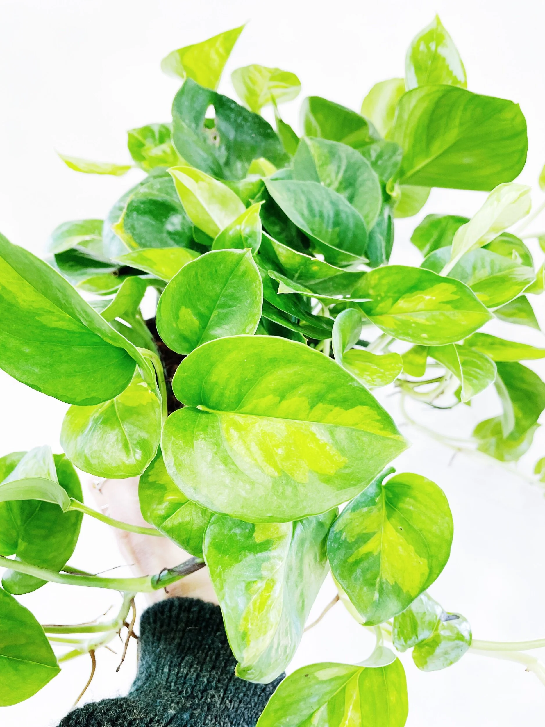 A45A9E3A-BE69-48CA-83D4-7BCF9BCB2069