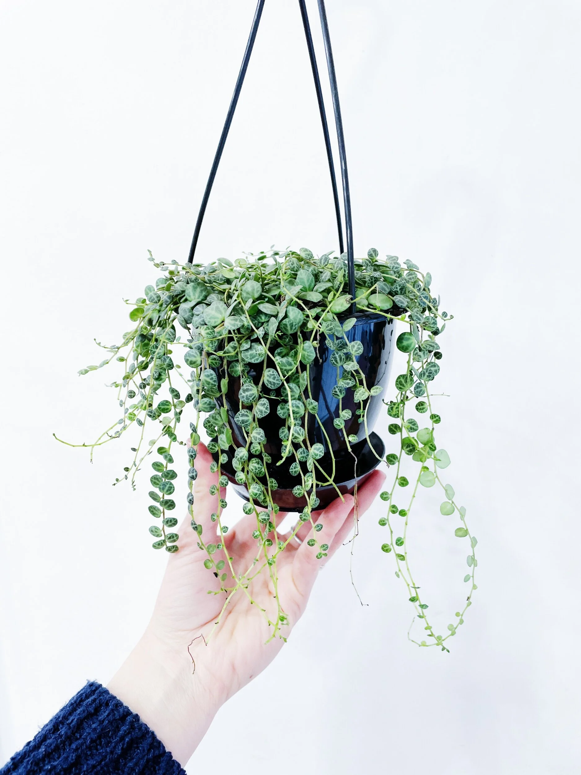 10B383AA-4868-40D0-BD82-9AF323138015