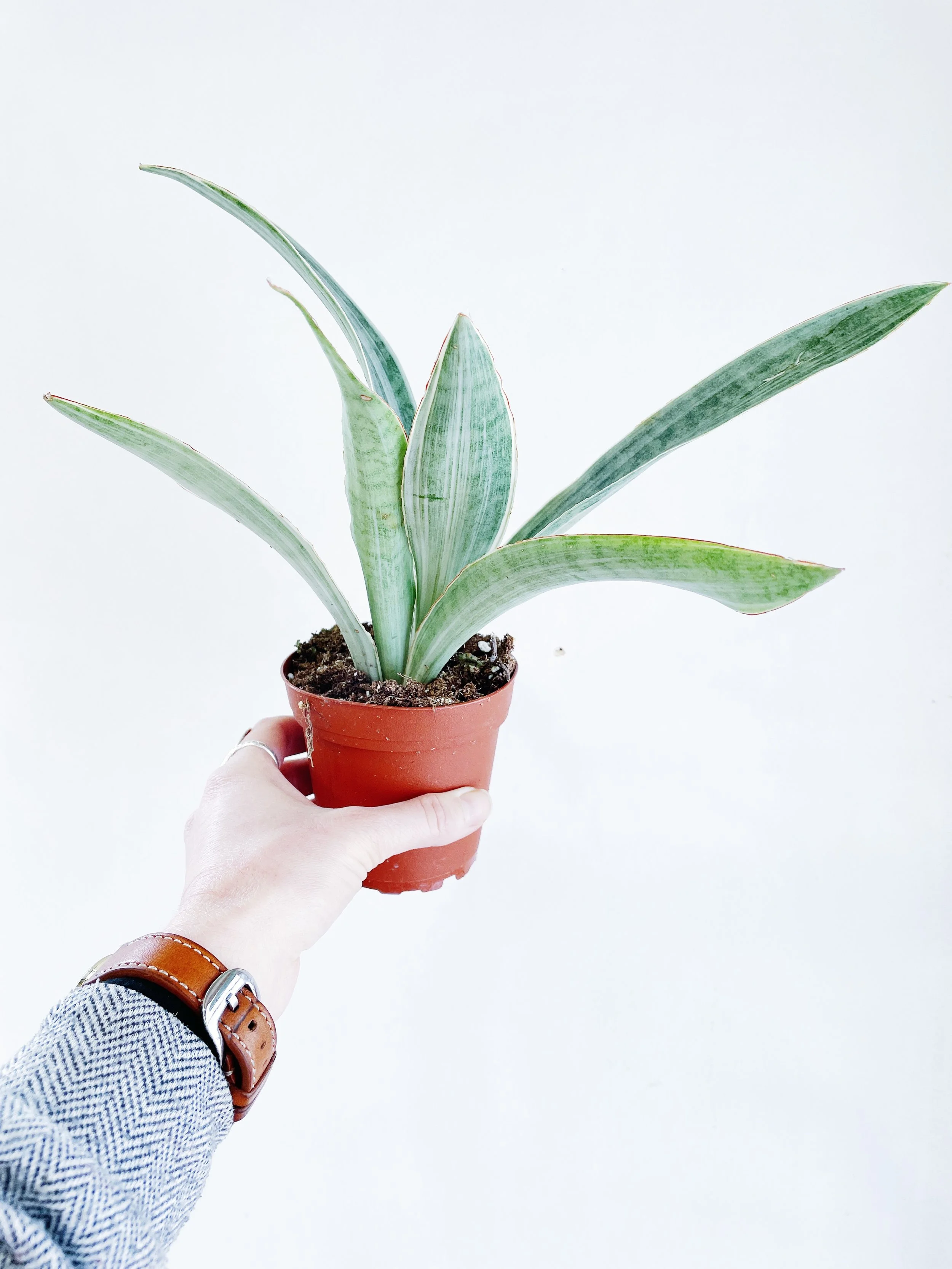 Dracaena (Sansevieria) sayuri  Synthesis