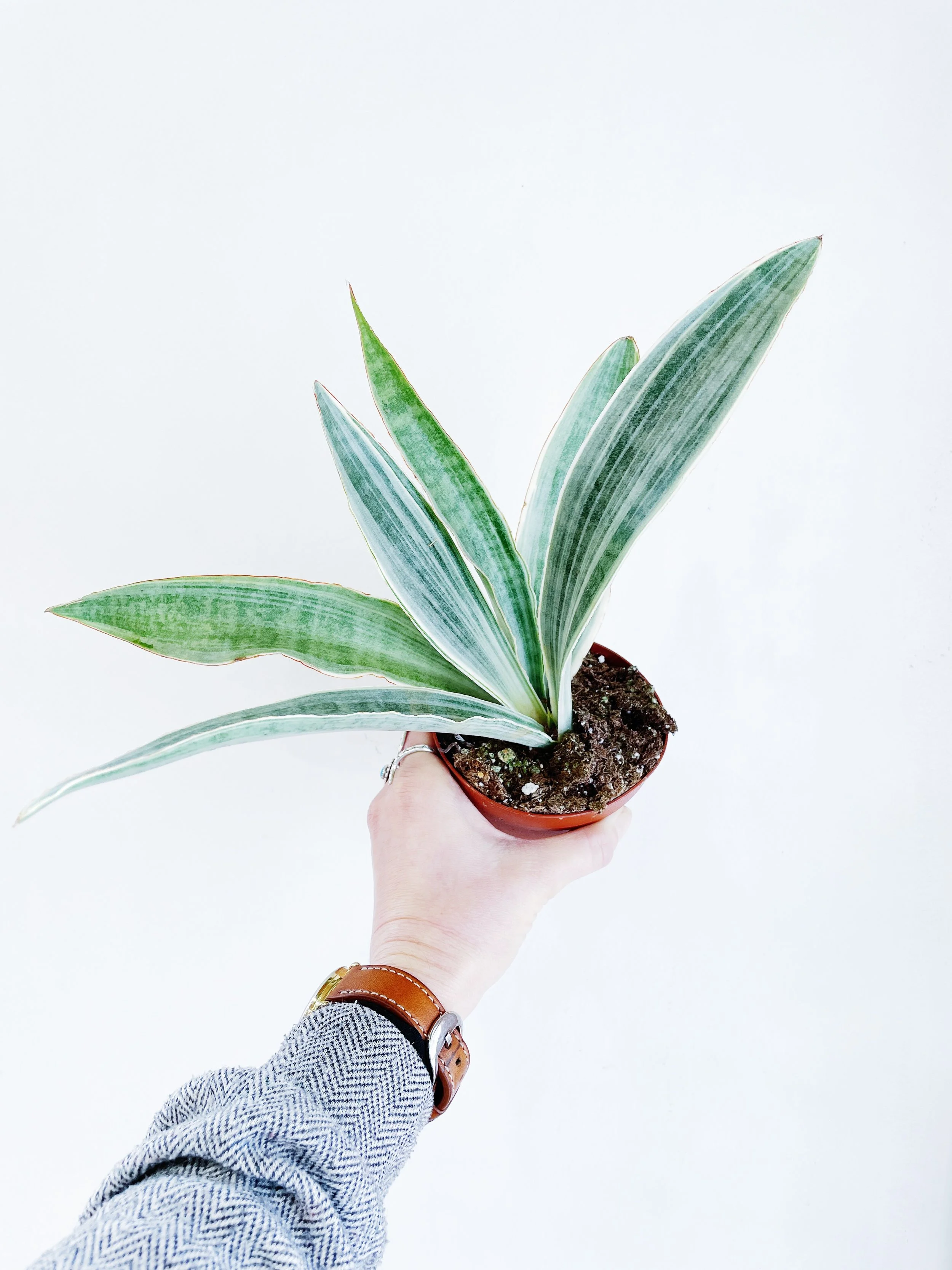 Dracaena (Sansevieria) sayuri  Synthesis