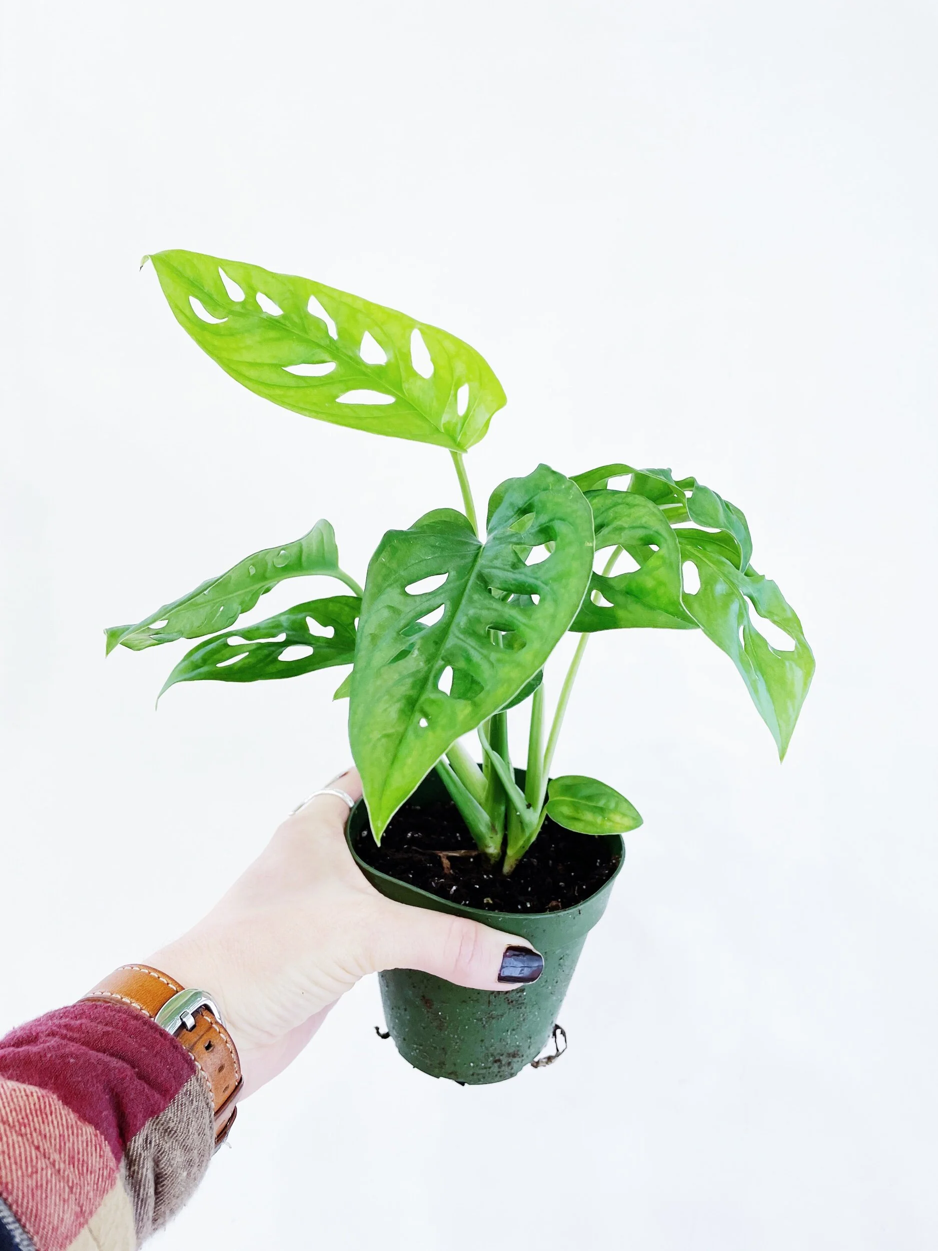 9D282DC6-B1C2-43F6-A697-10DAF1BD4F91