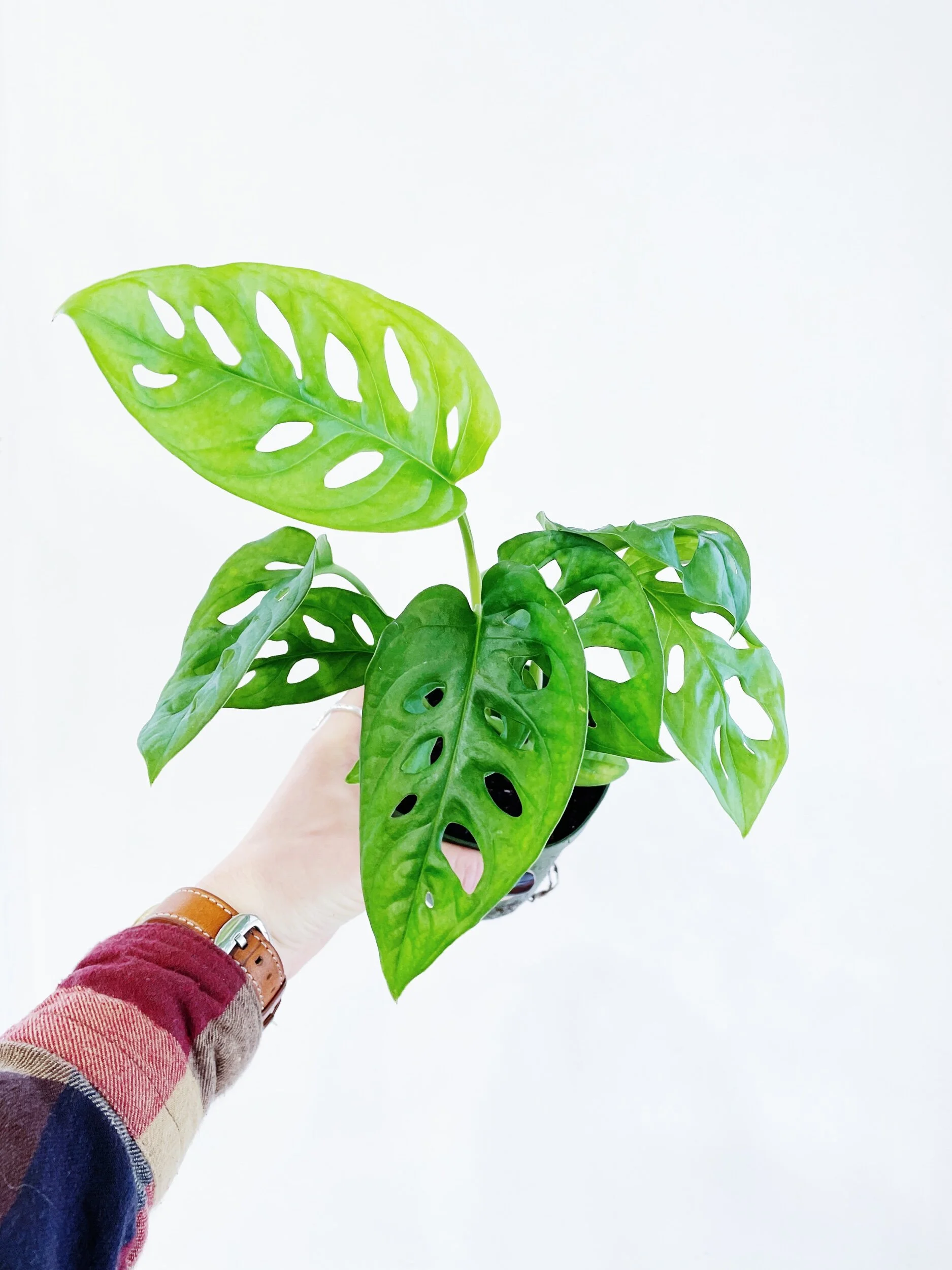 7ABA8F40-2CBC-4AAF-9339-56BEA7408F15