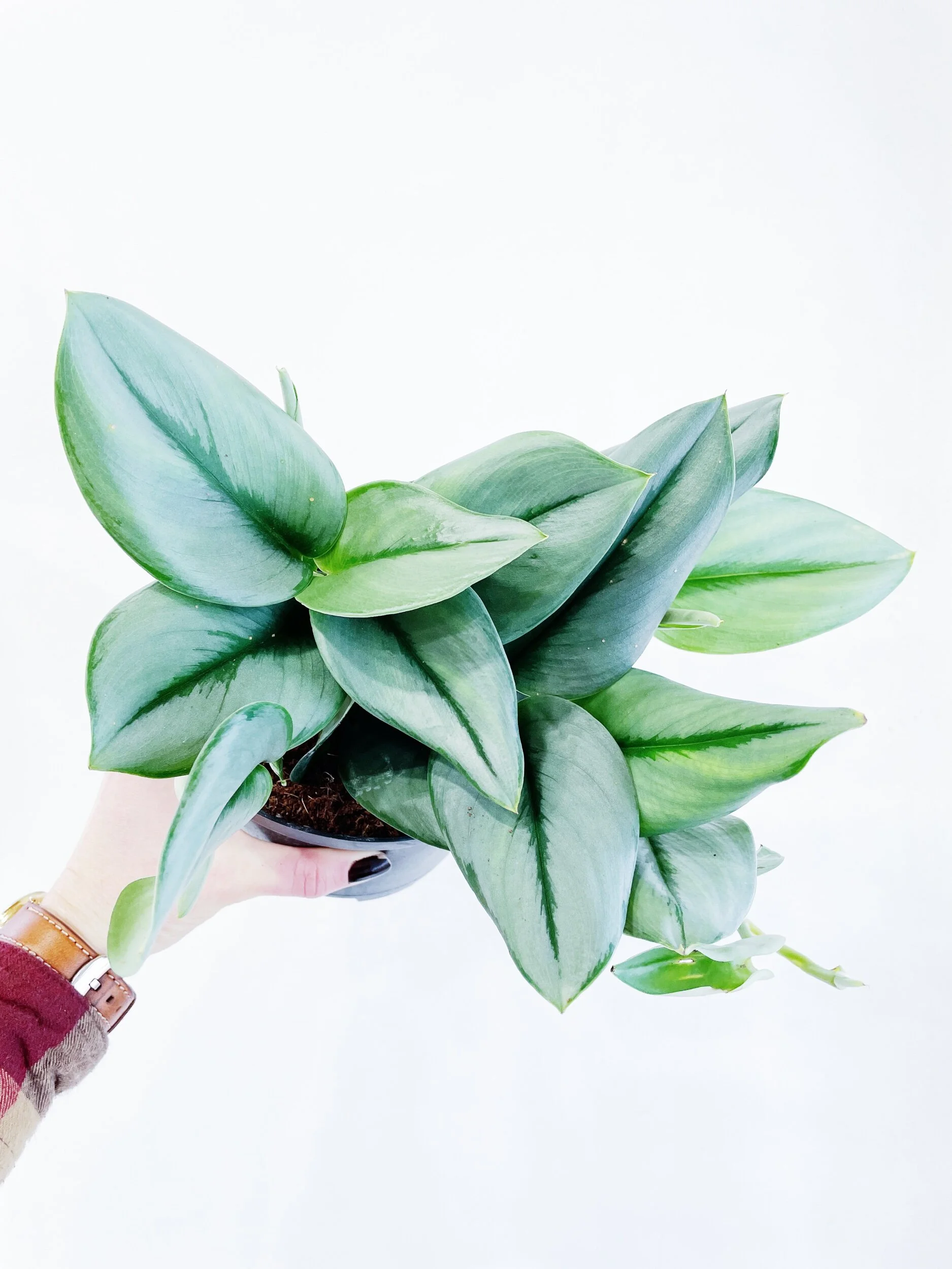 44FE0A87-9957-4BAB-8CD5-61F6046B3C04