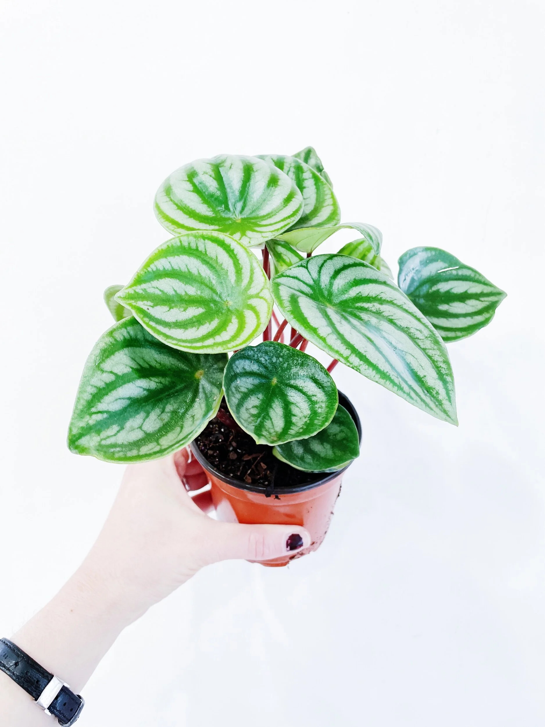 179C9632-77FA-4338-BEF6-08A14673F04F