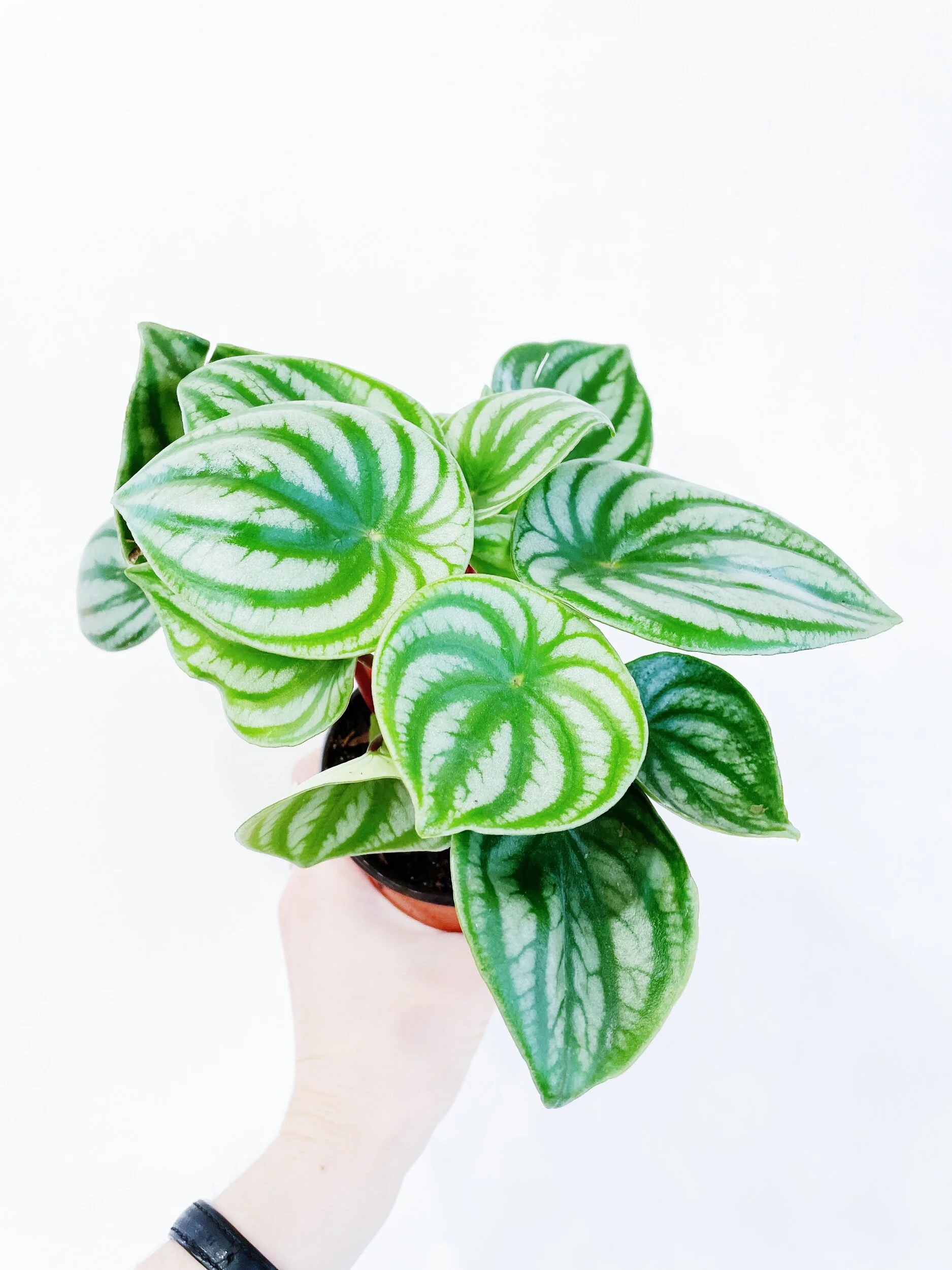 0DEAE600-D1BB-4A09-A0F4-6527D60D91C5