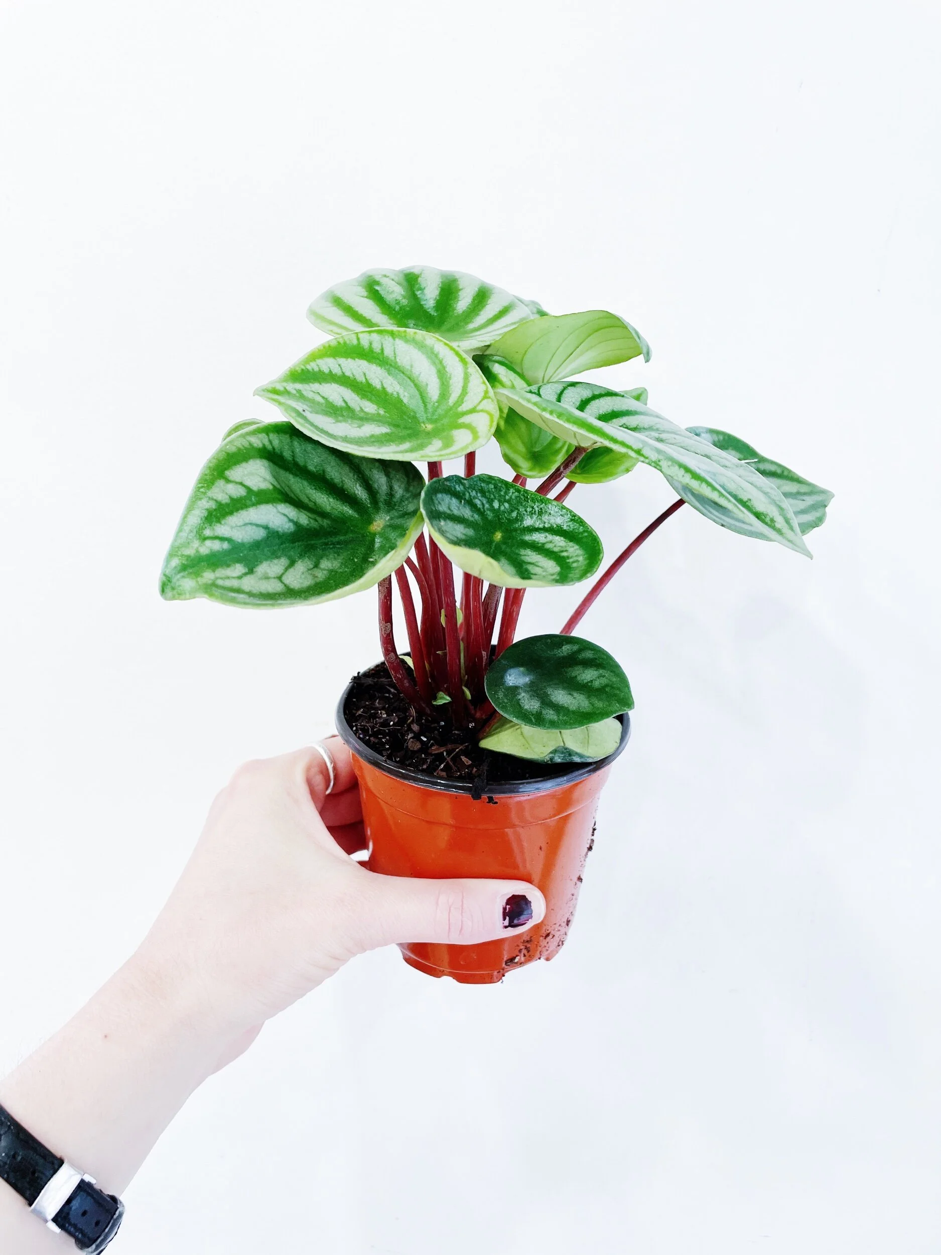 74BF8EDA-7AEE-4426-A281-C872D3ABCAFD